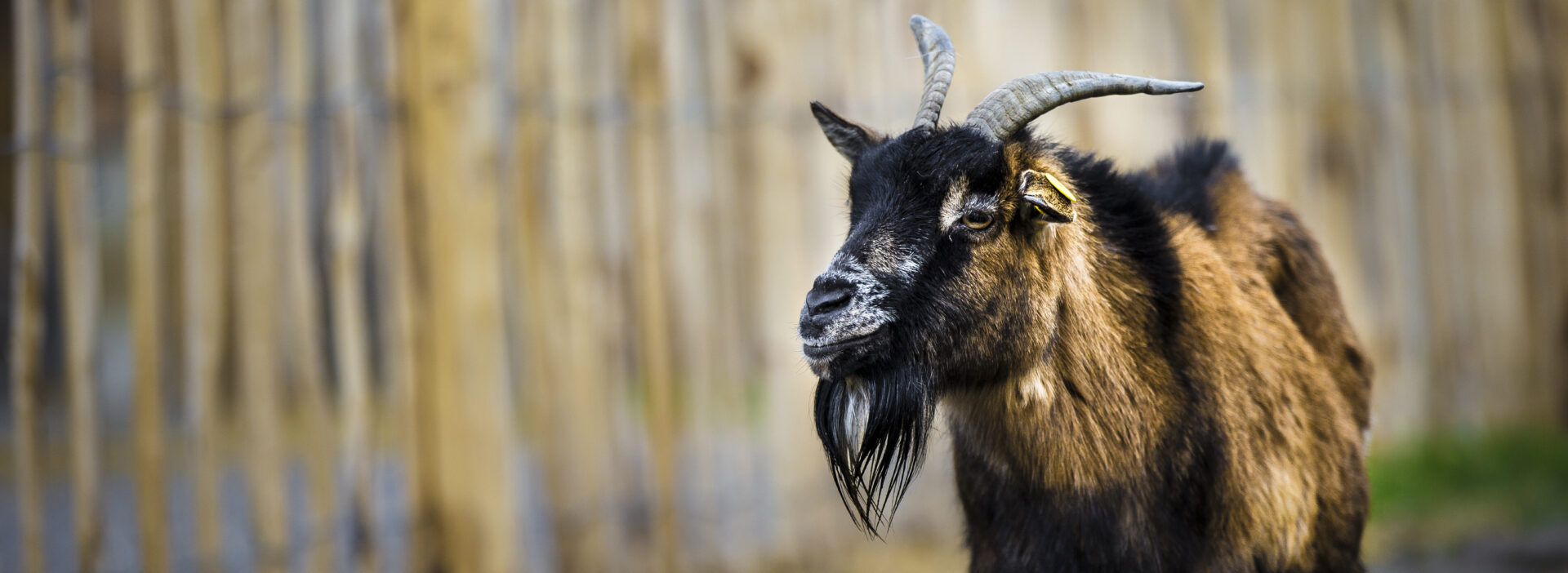 Juckerhof Ziege Hoferlebnis