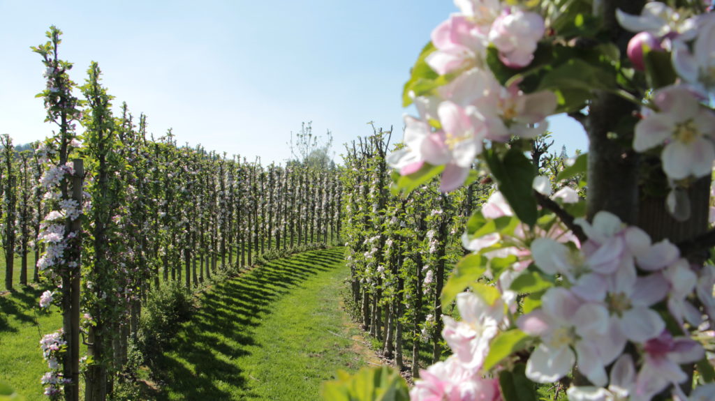 Juckerhof ÖpfelGarte Blütezeit