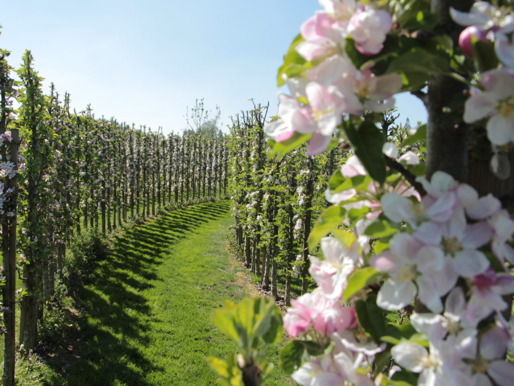 Juckerhof ÖpfelGarte Blütezeit