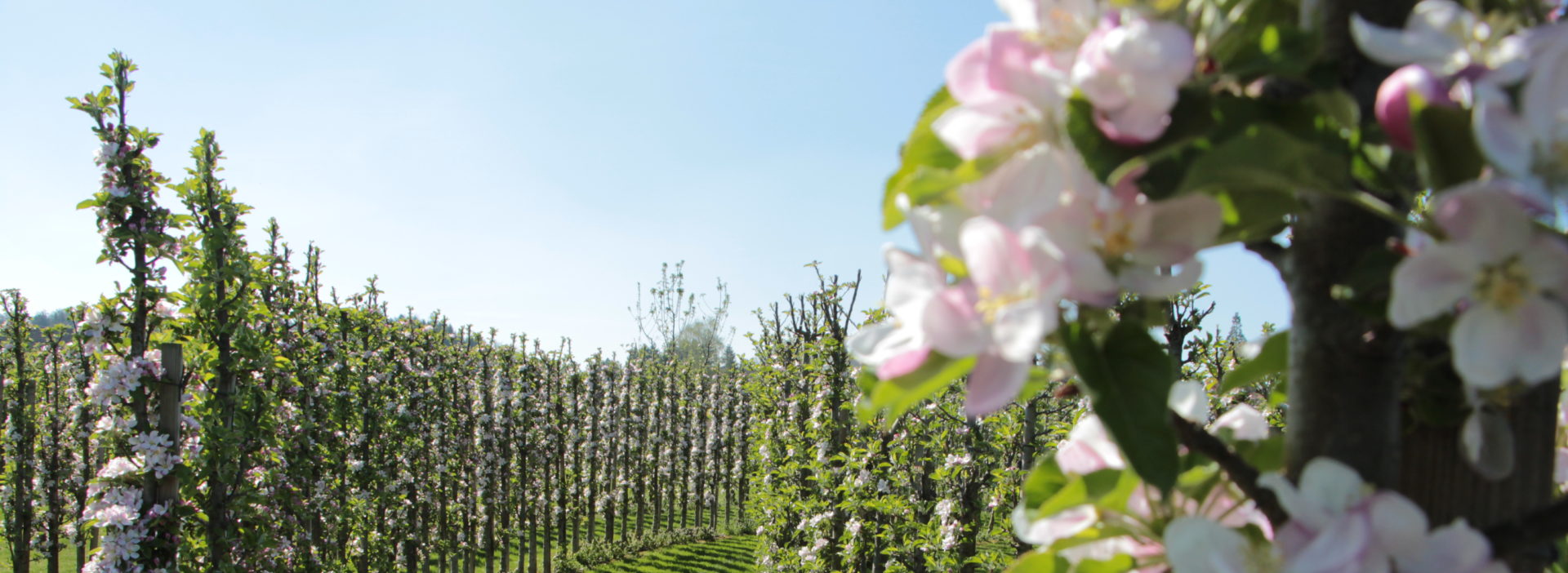 Juckerhof ÖpfelGarte Blütezeit