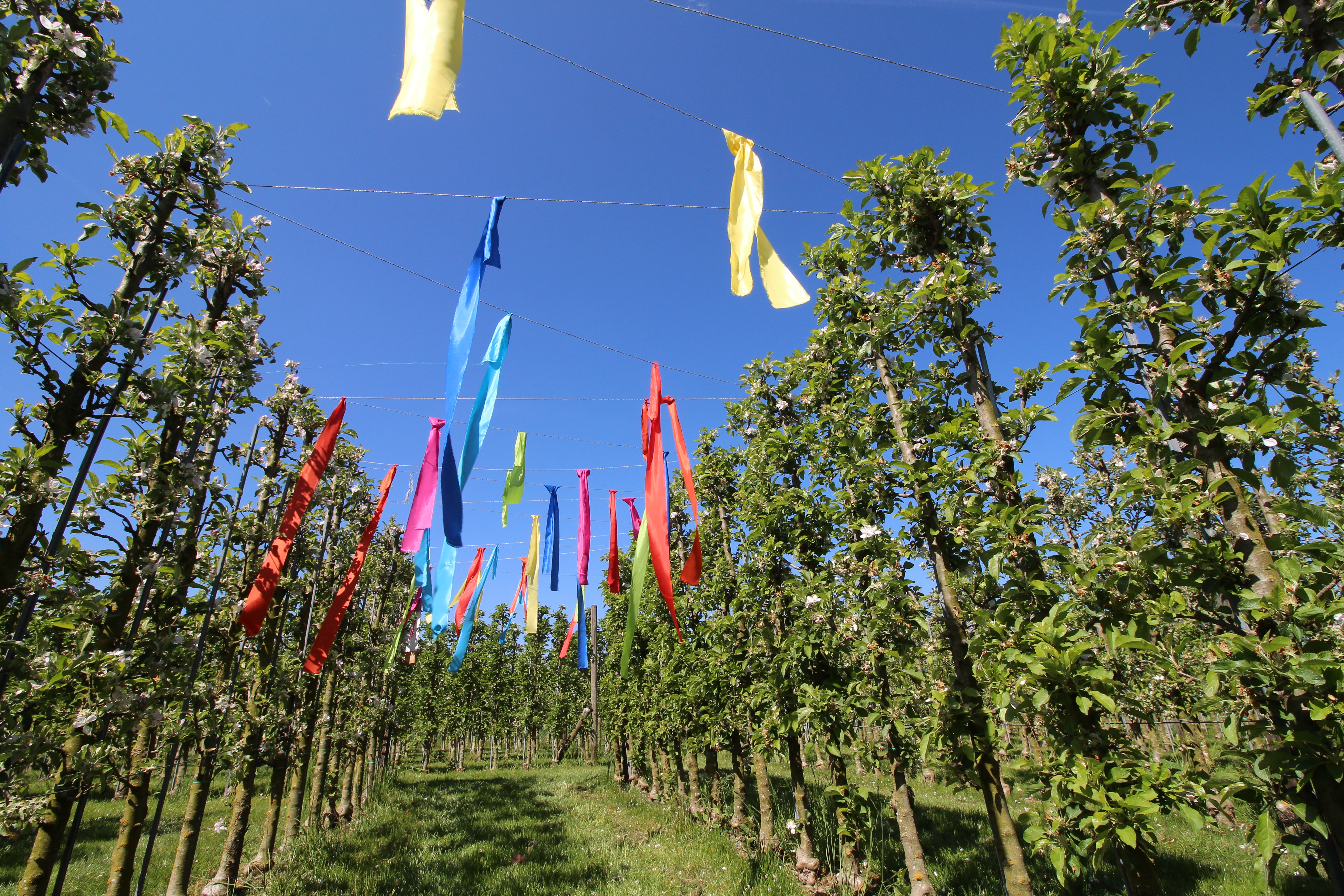 Juckerhof ÖpfelGarte ZaubererHagelsturm