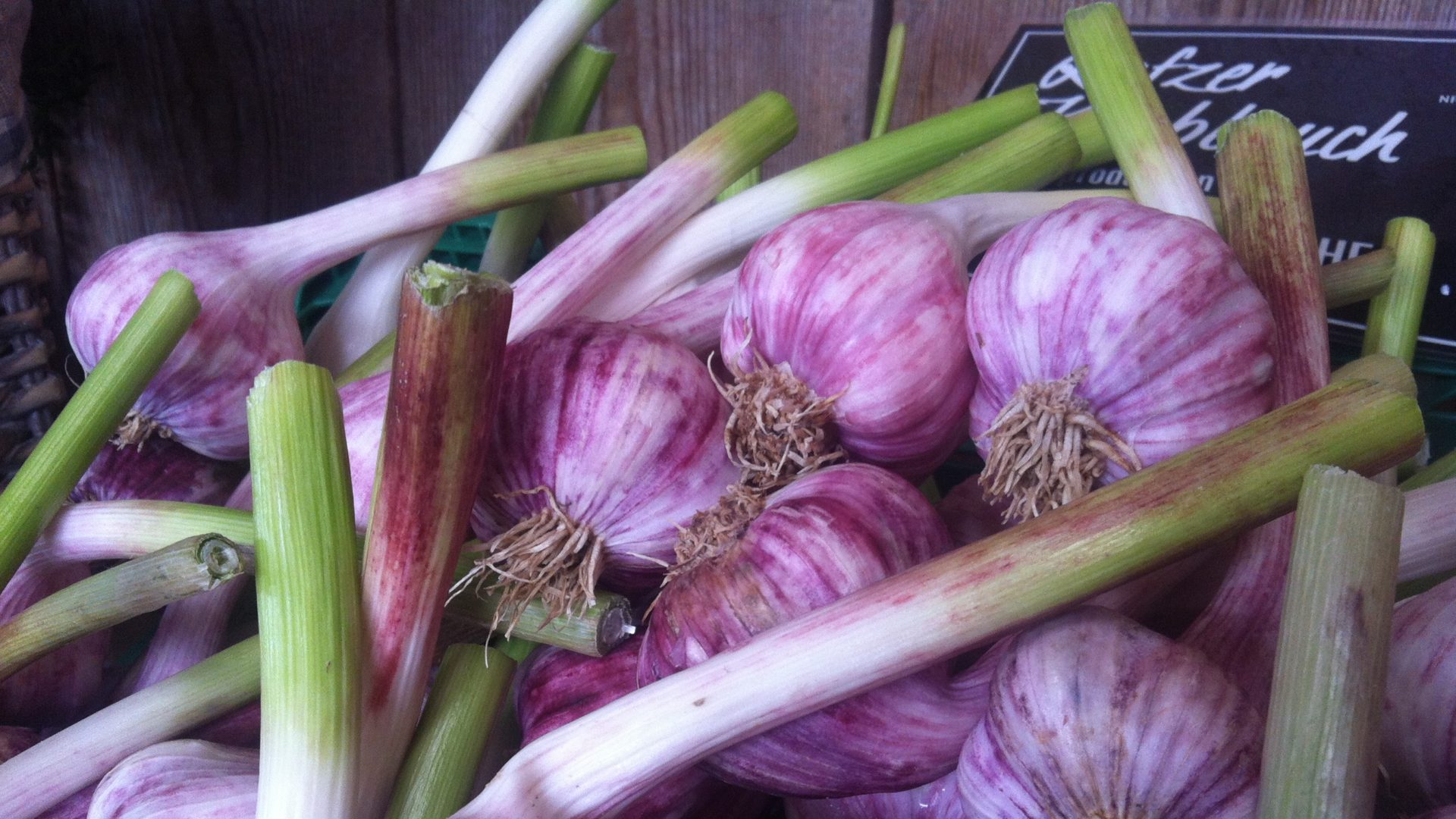 Junger Knoblauch