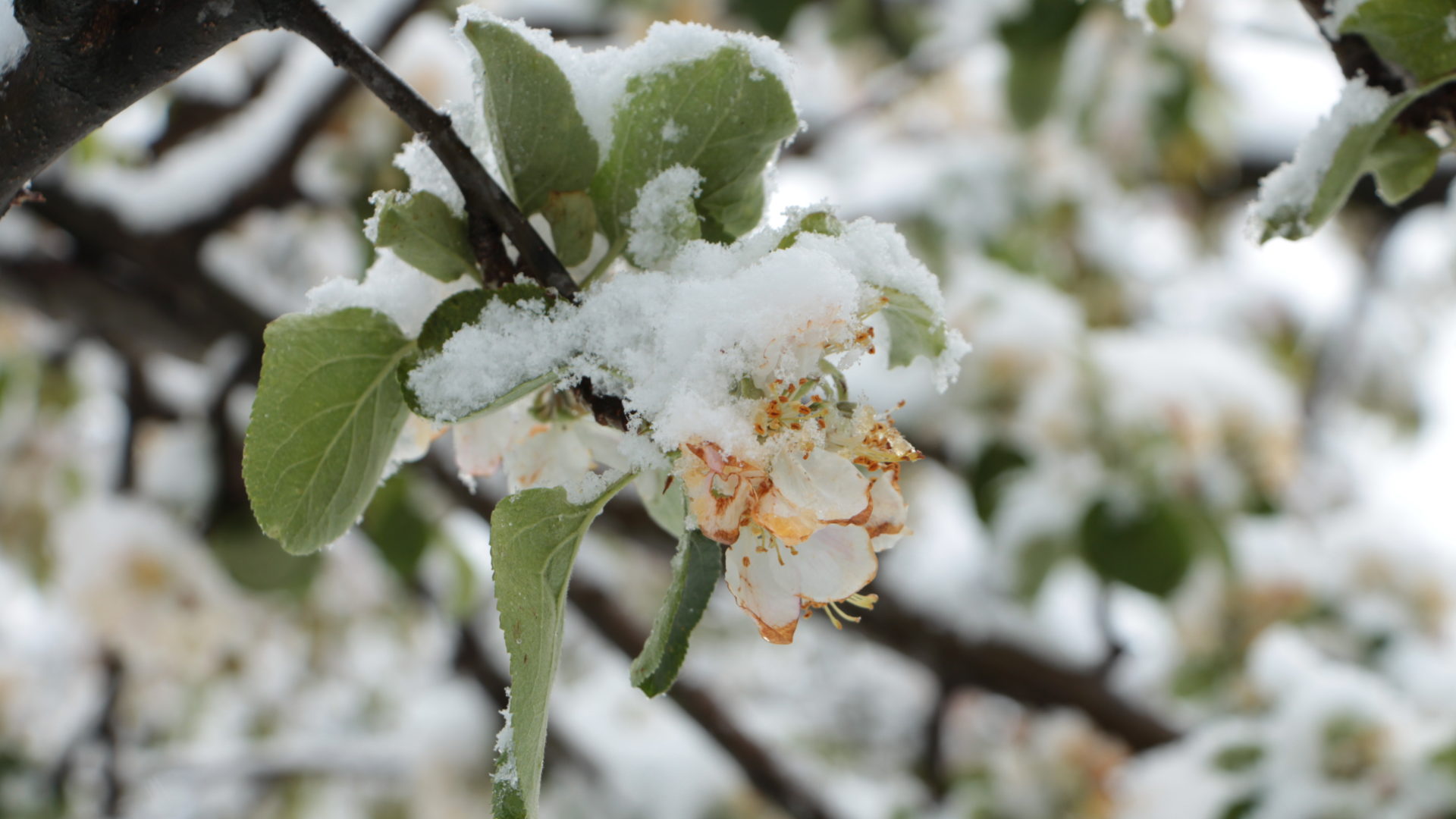 Kirschblüten Im Schnee