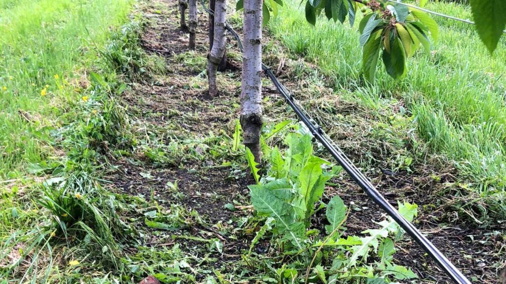 Kirschen hacken statt Herbizid