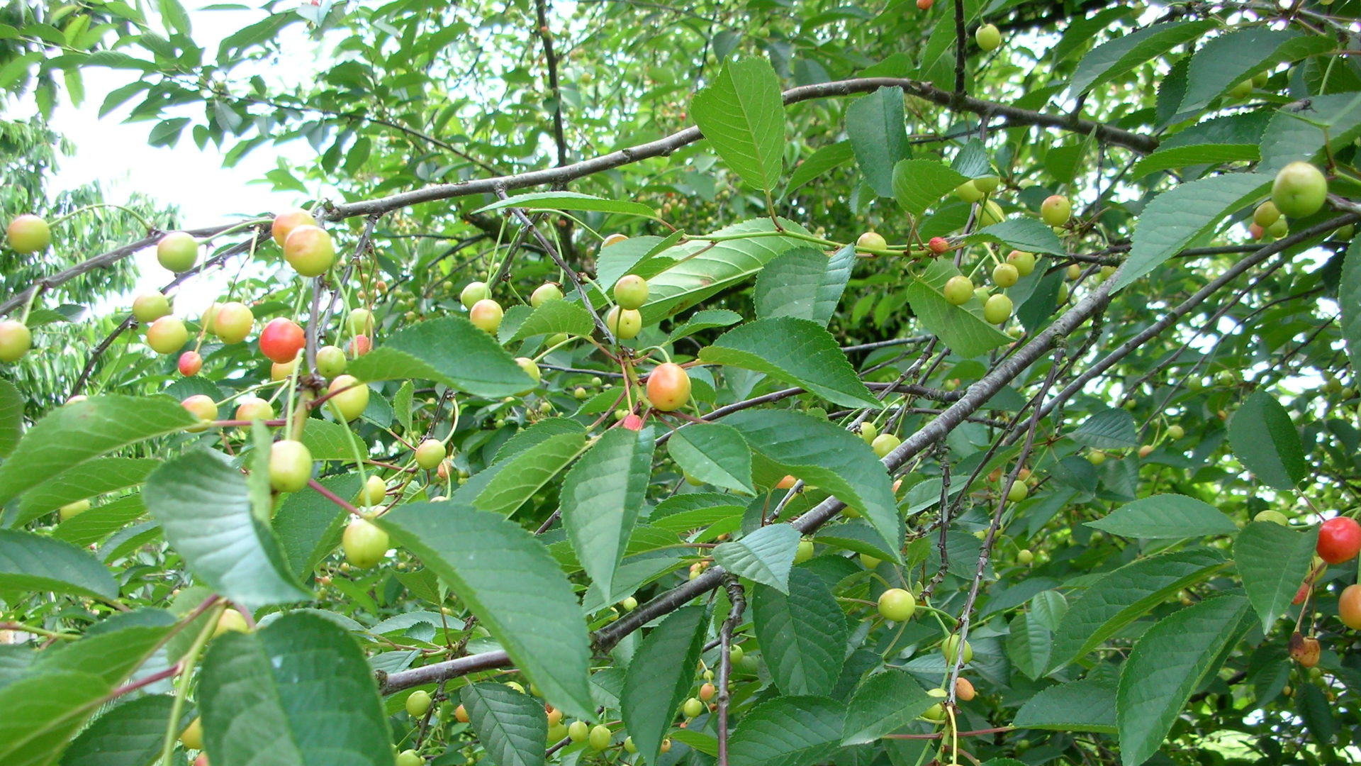 halbreife Kirschen