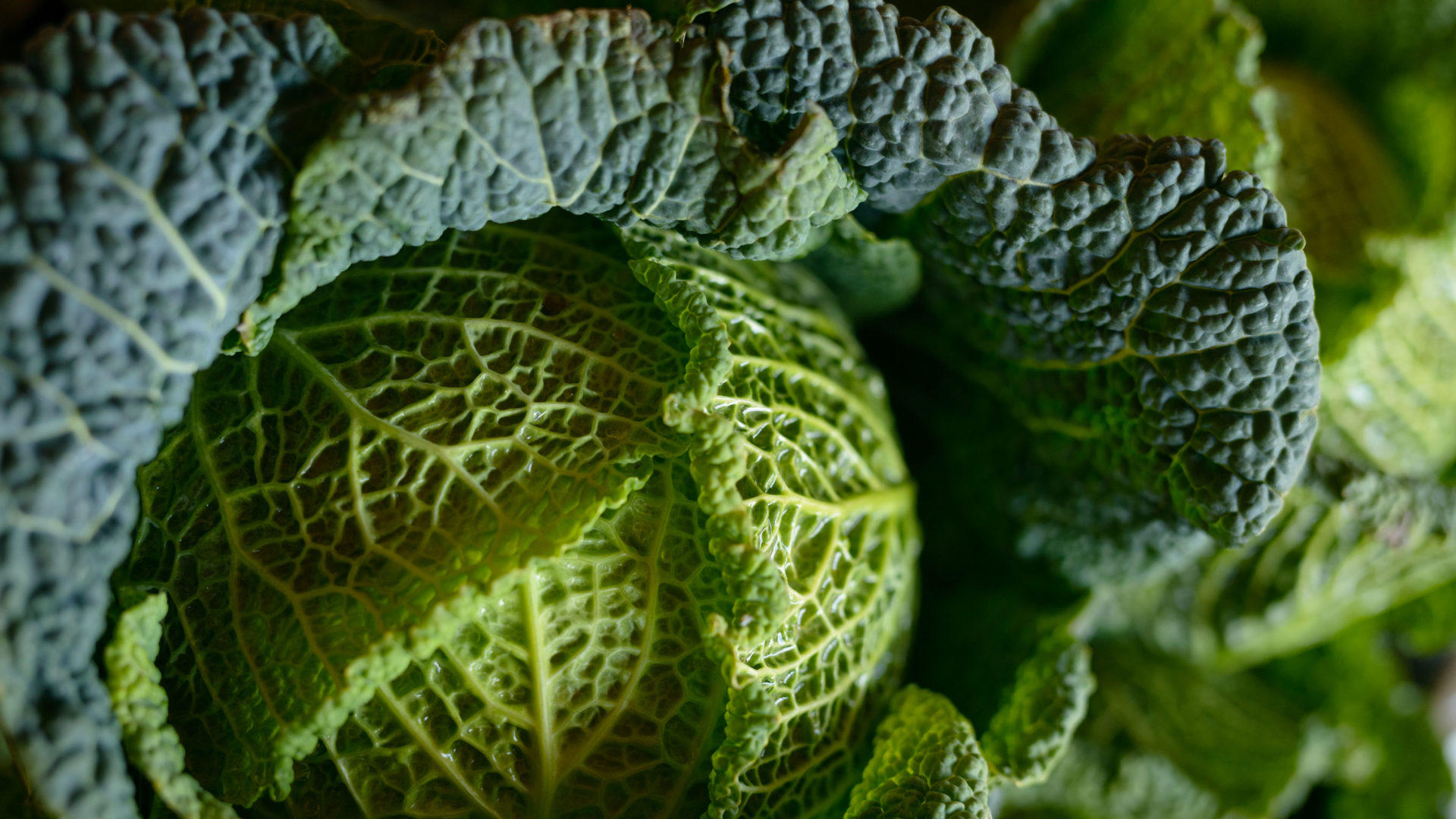 Wintergemüse Kohl Hofladen