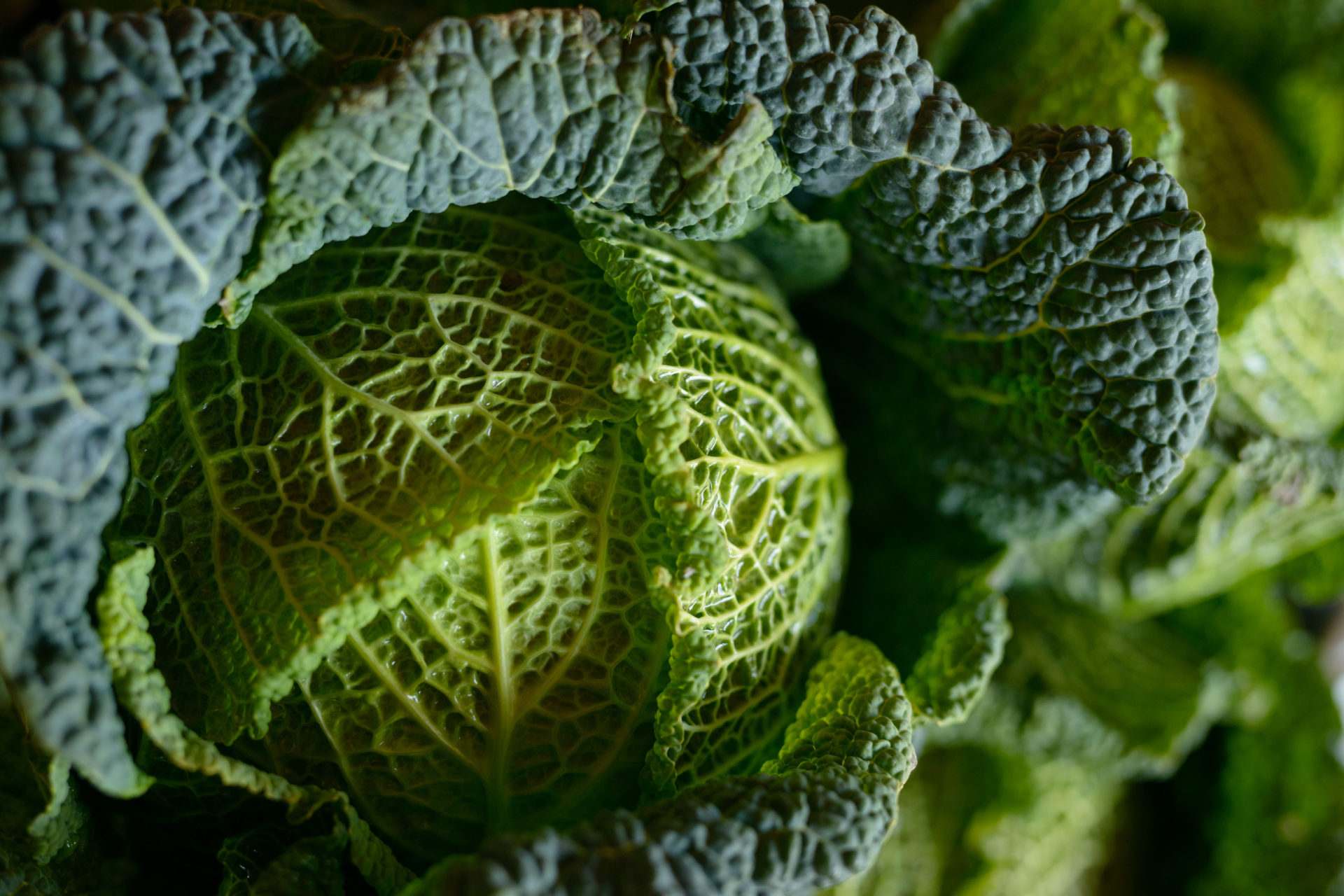 Wintergemüse Kohl Hofladen