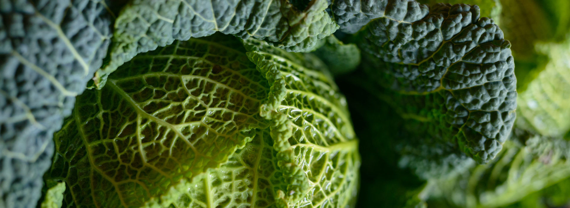 Wintergemüse Kohl Hofladen