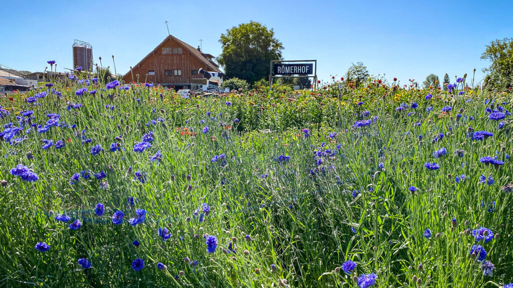 Kornblumen Römerhof