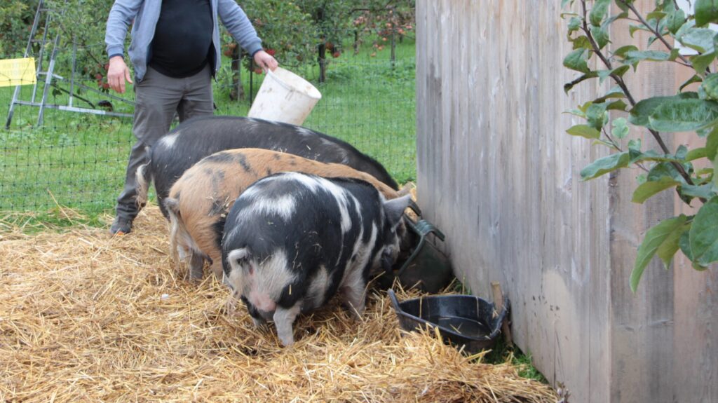 Schweine werden gefüttert