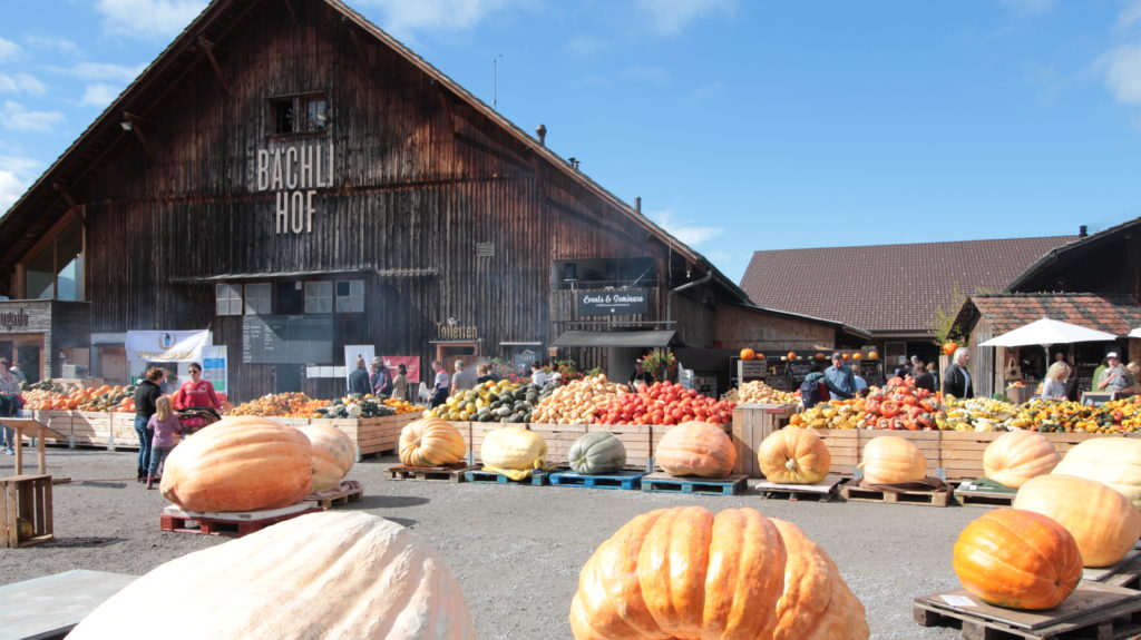 Riesenkürbisse an Meisterschaft