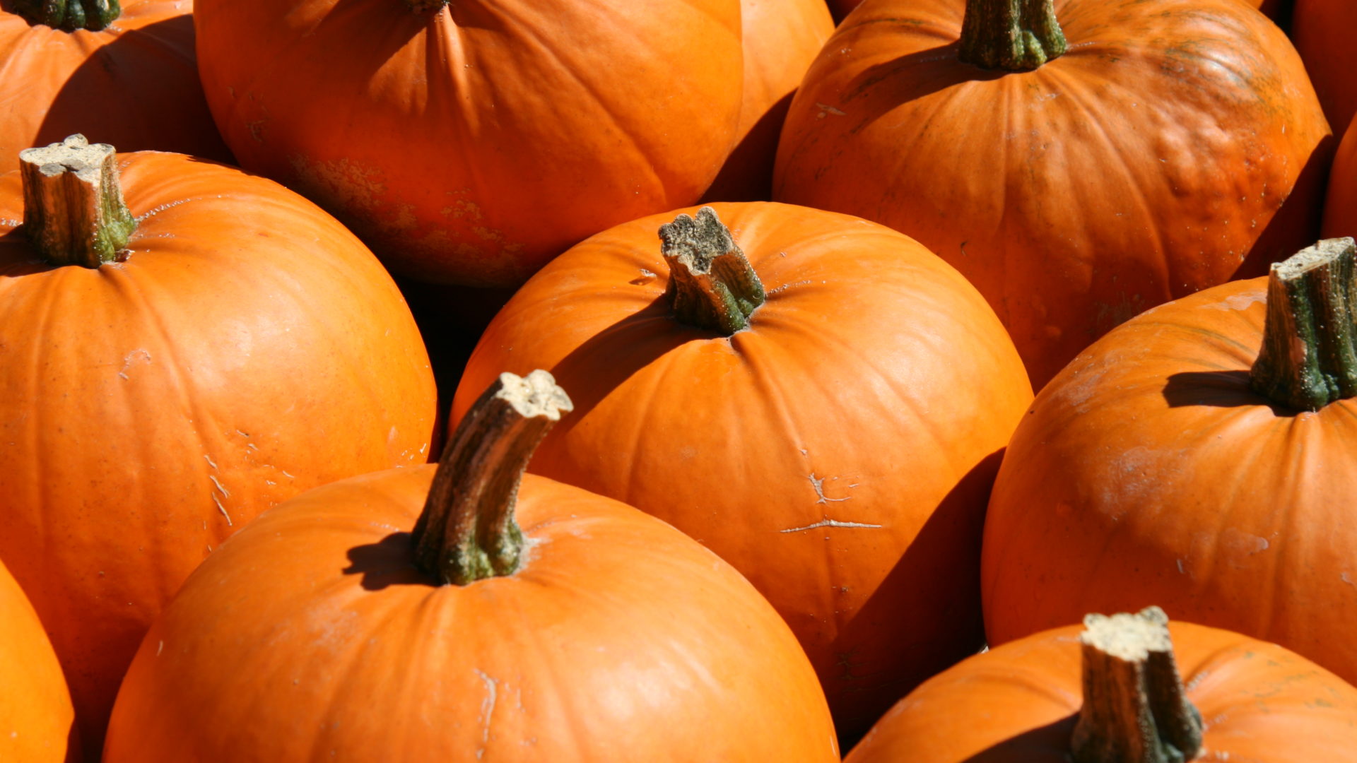 Kürbis Halloween