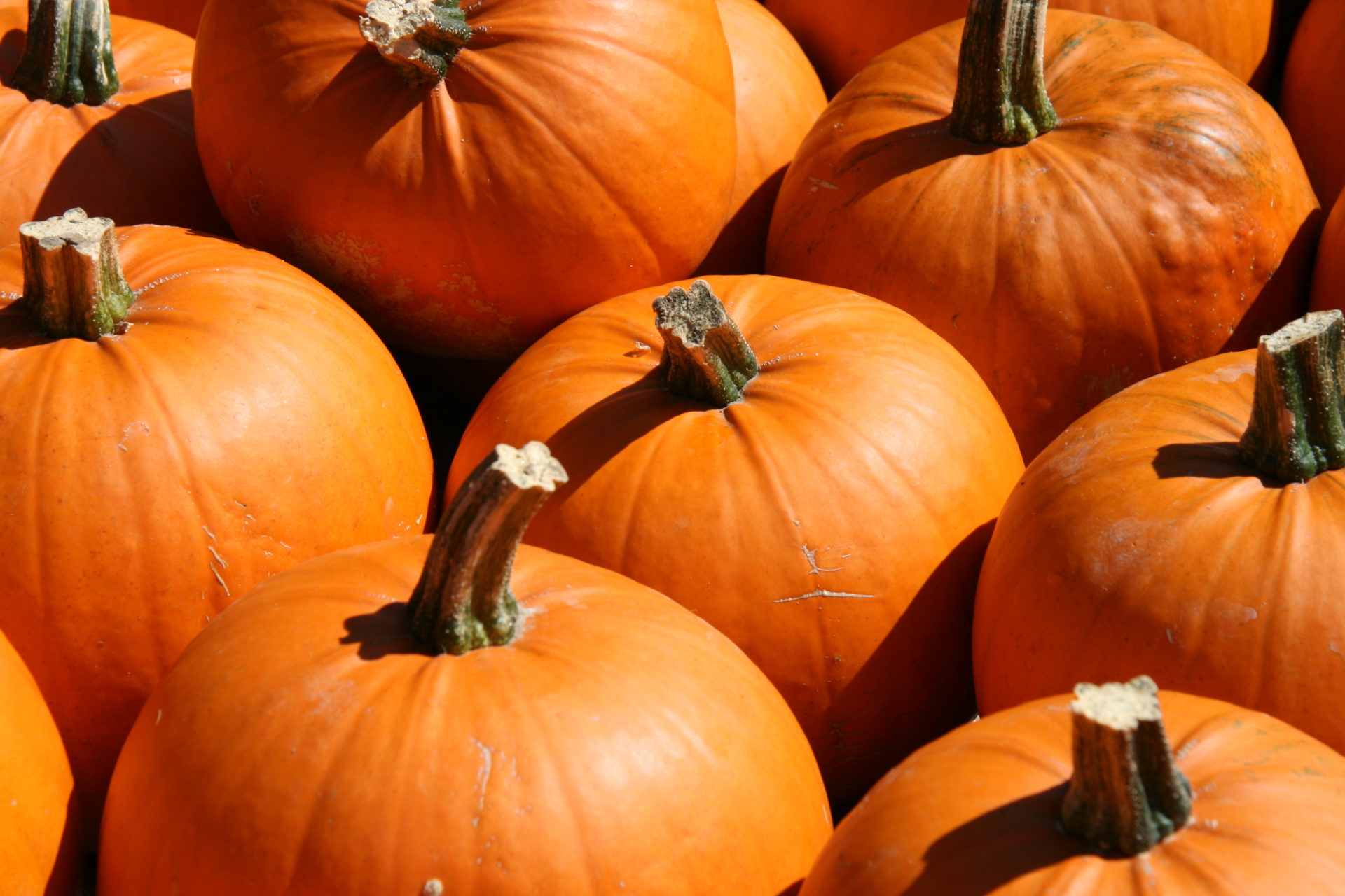 Kürbis Halloween