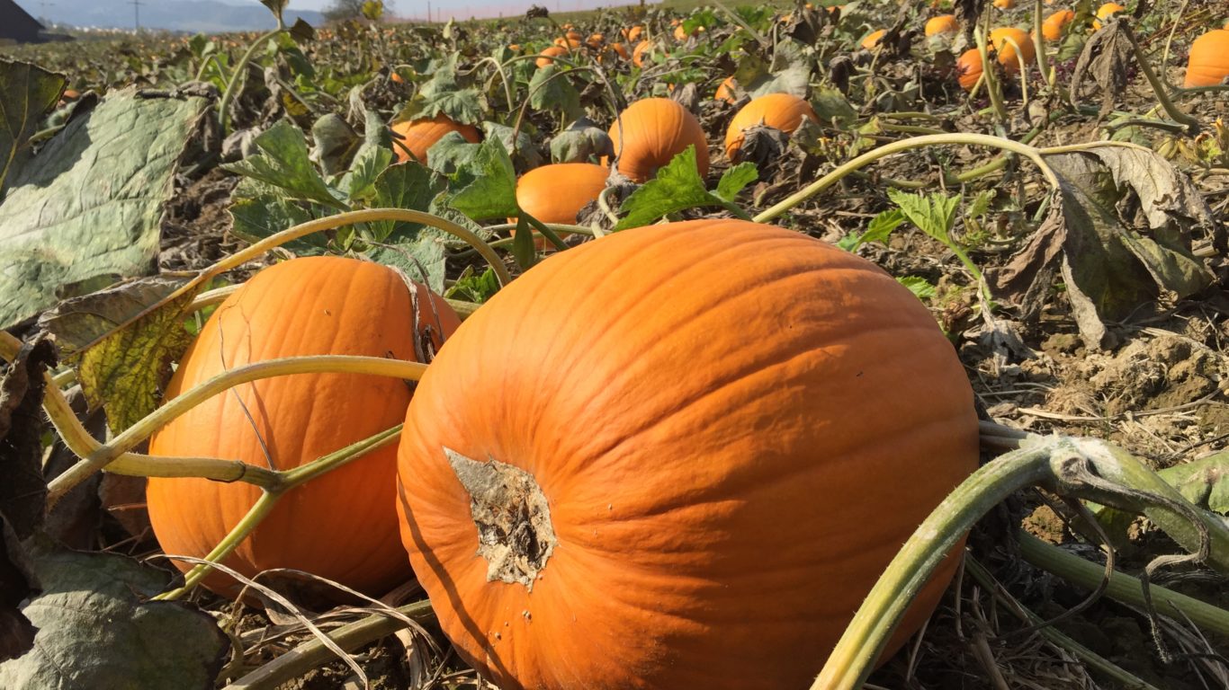 Kürbis Gemüse oder Obst Fragen auf FarmTicker