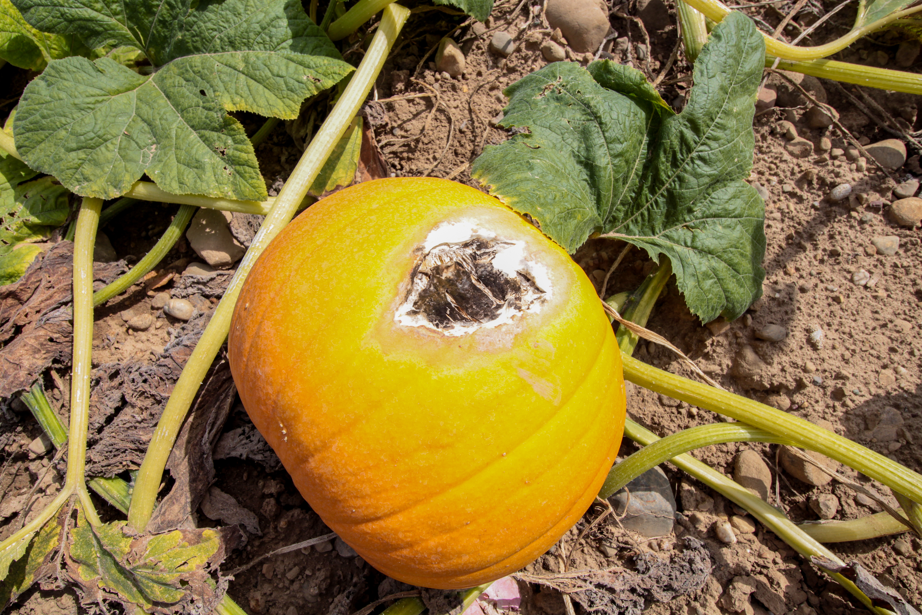 Kürbisernte Halloweenkürbis Sonnenbrand