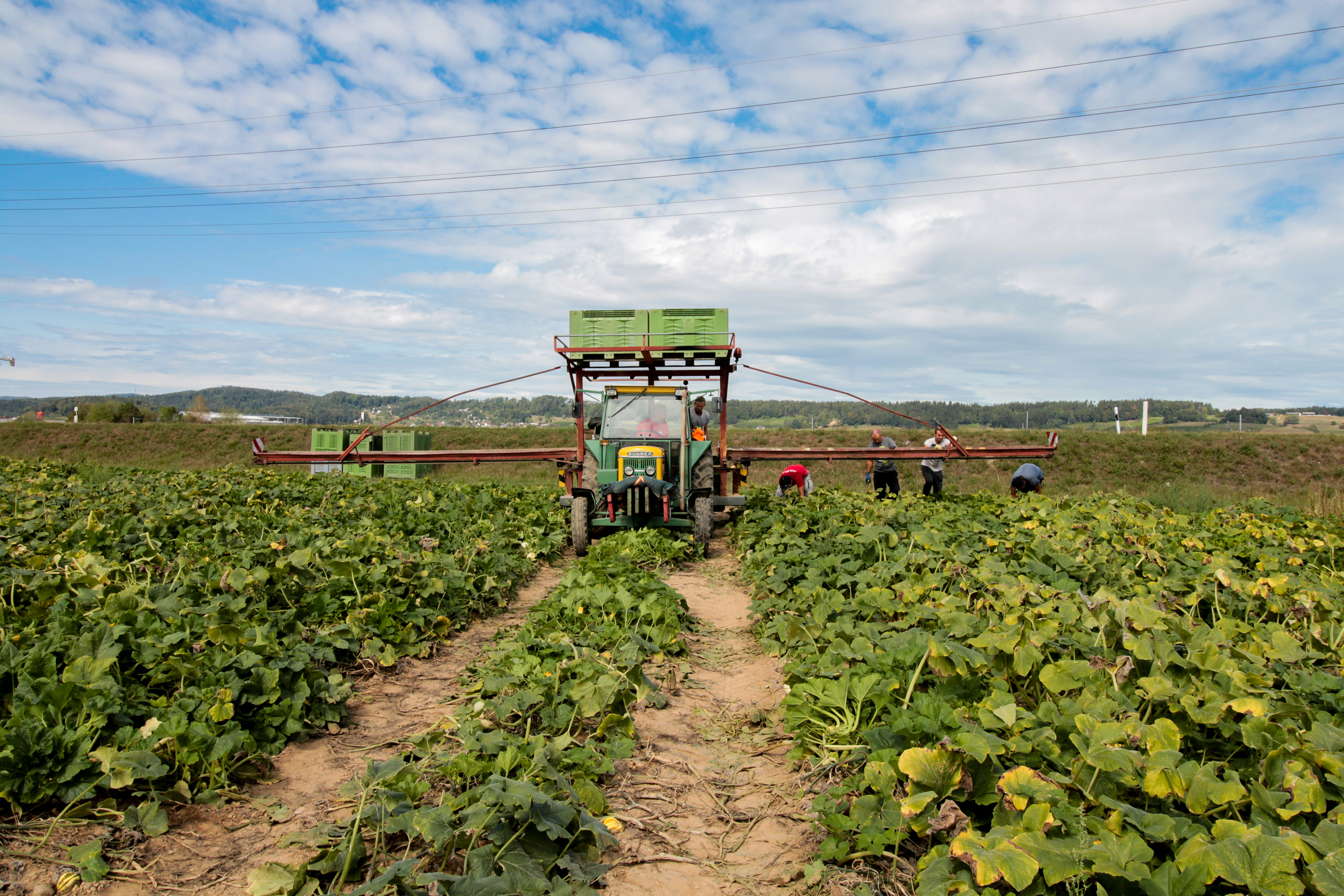 Kürbisernte Traktor