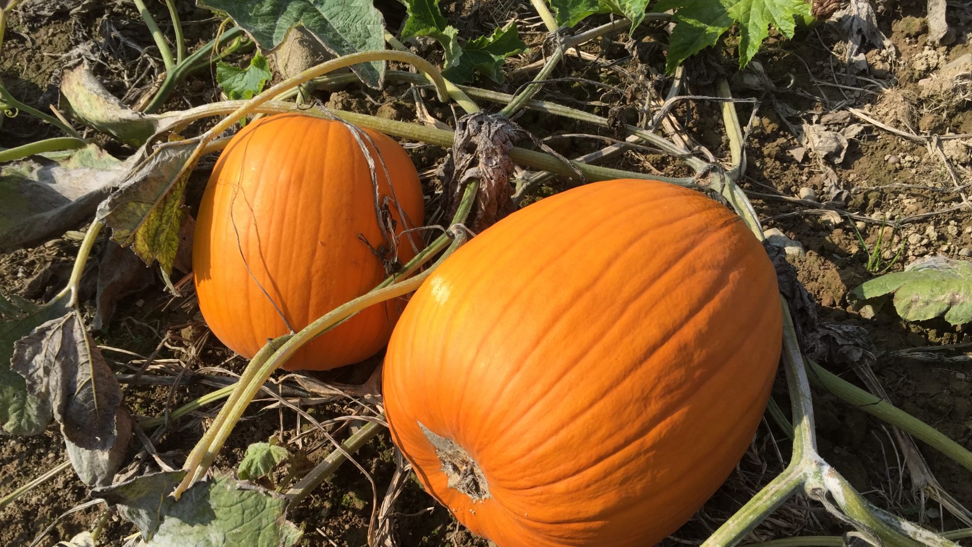 Kürbissaison