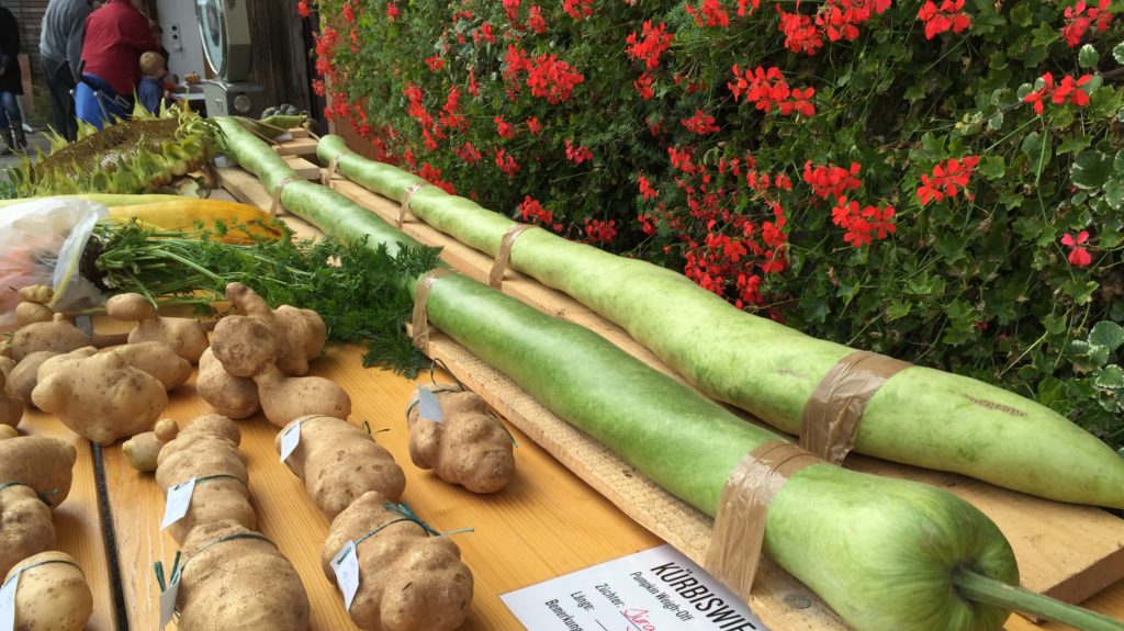 Long Gourds