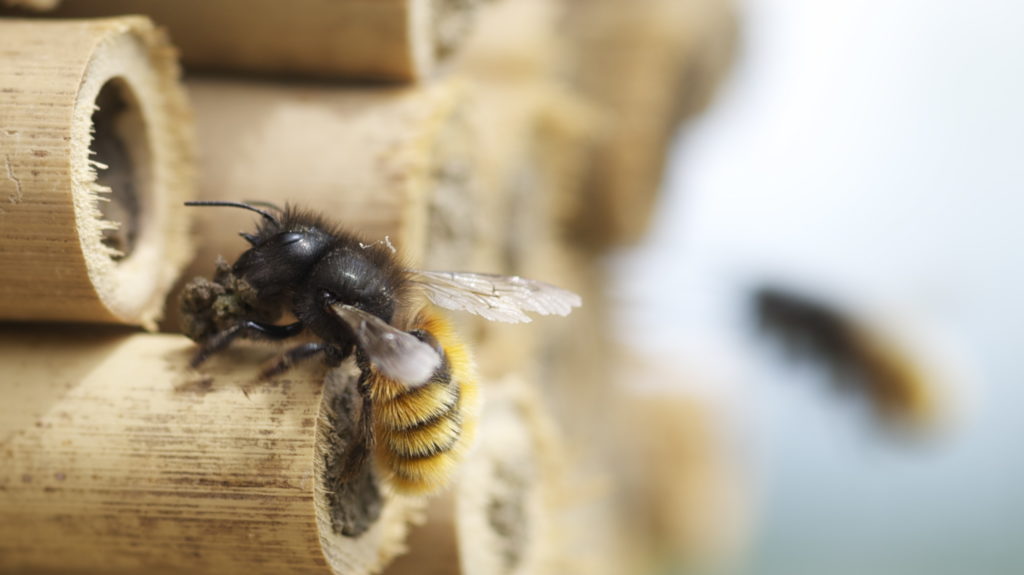 Mauerbiene (osmia) Mit Lehm