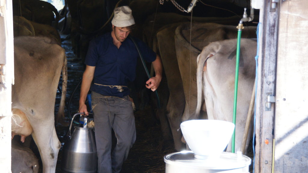 Milch einsammeln