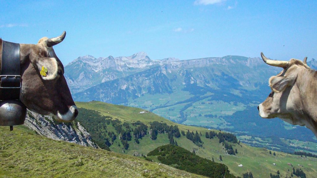 Kühe auf Alp