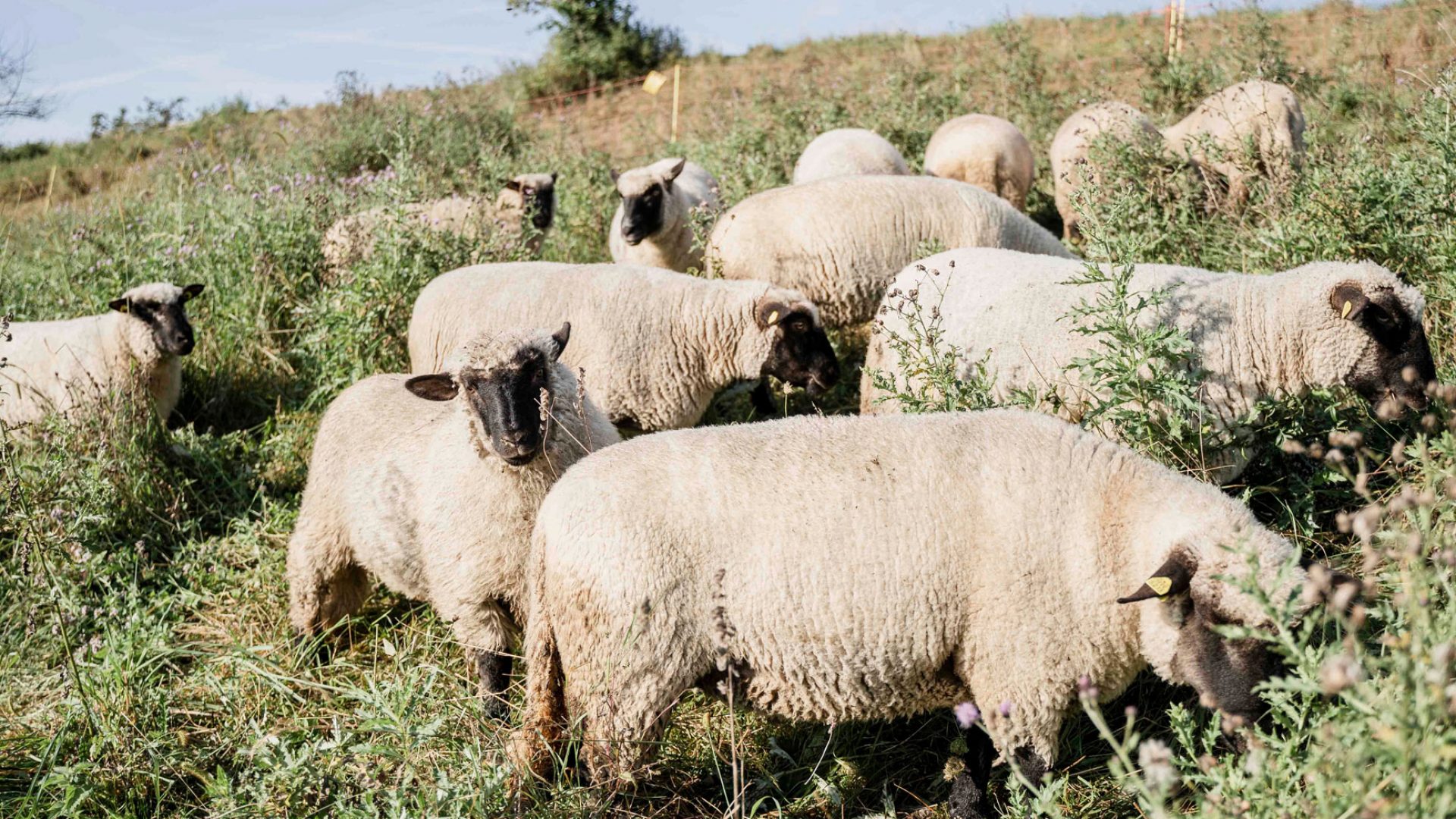 Mob Grazing Schafe By Jucker Farm