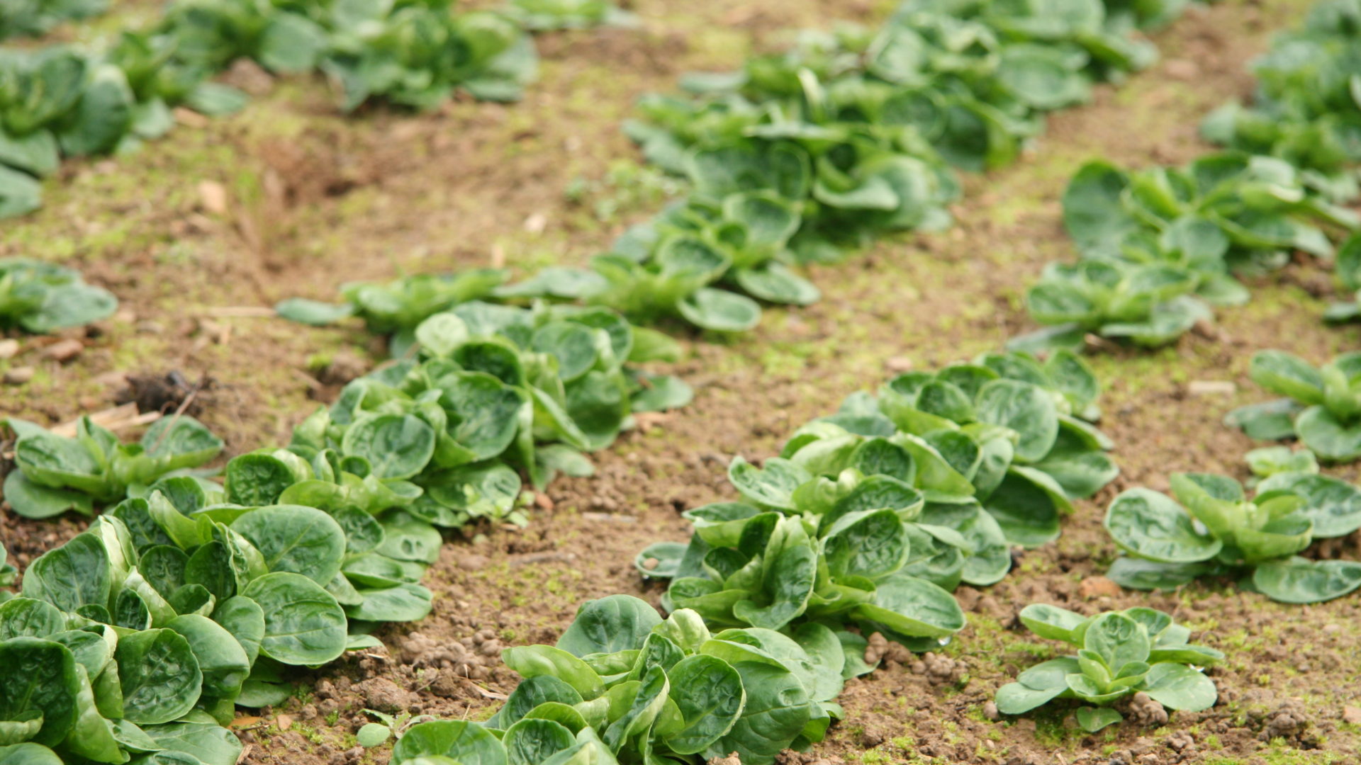 Nuesslisalat Im Freiland