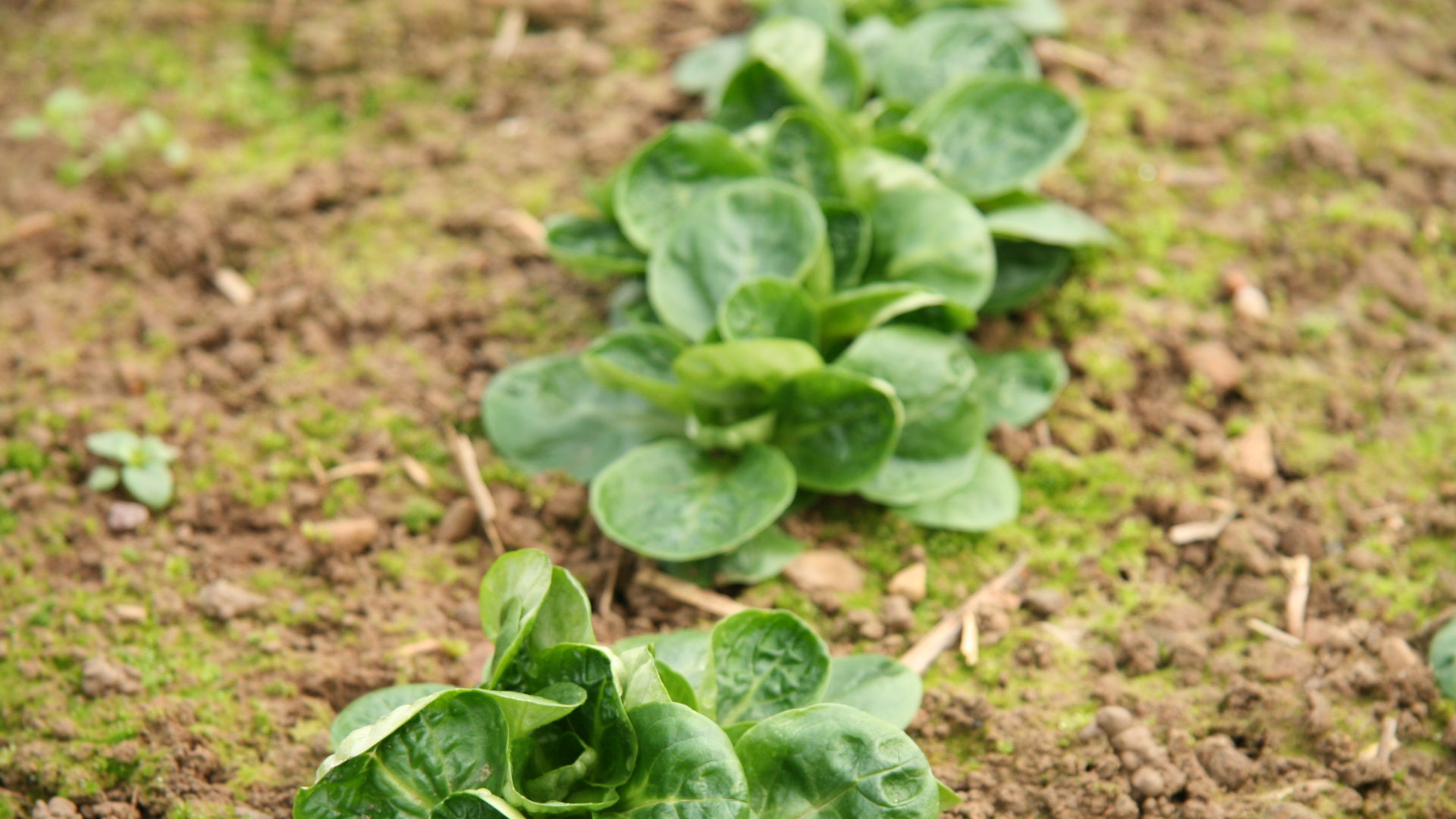 Nuesslisalat Eingefroren