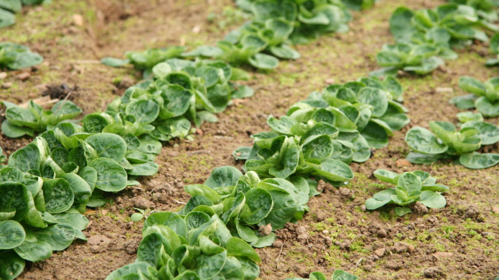 Wintergemüse Nüsslisalat Feld