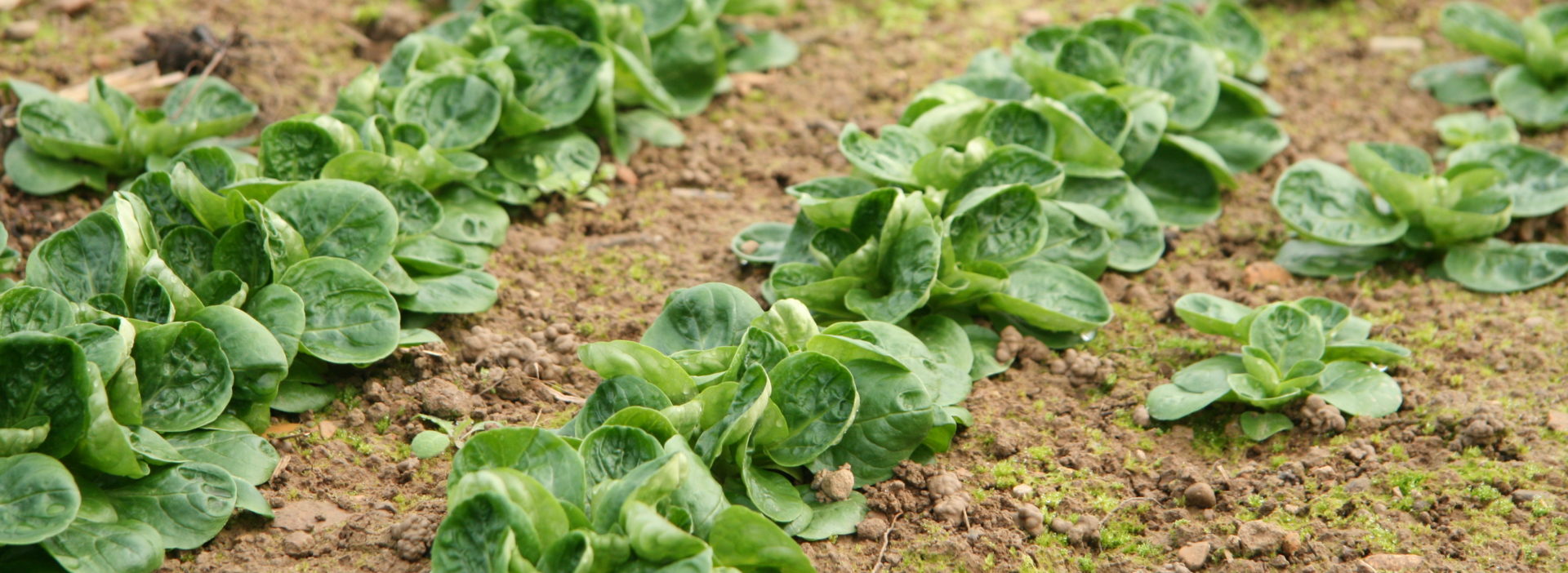 Wintergemüse Nüsslisalat Feld