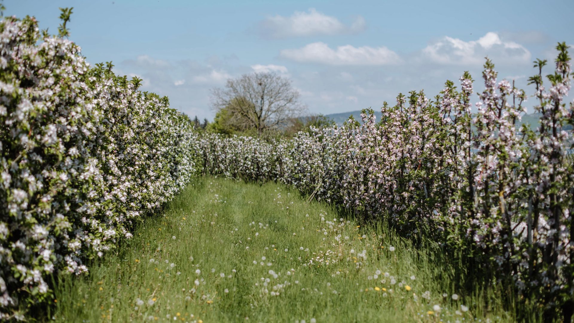 Öpfelgarten in der Blüte