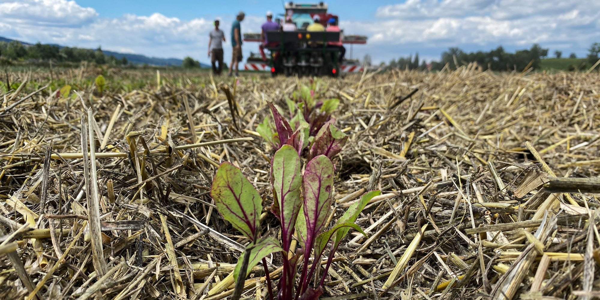 Eine Methode der geringen Bodenbearbeitung ist die Direkt- oder Mulchsaat, ohne das Feld vorher zu pflügen.