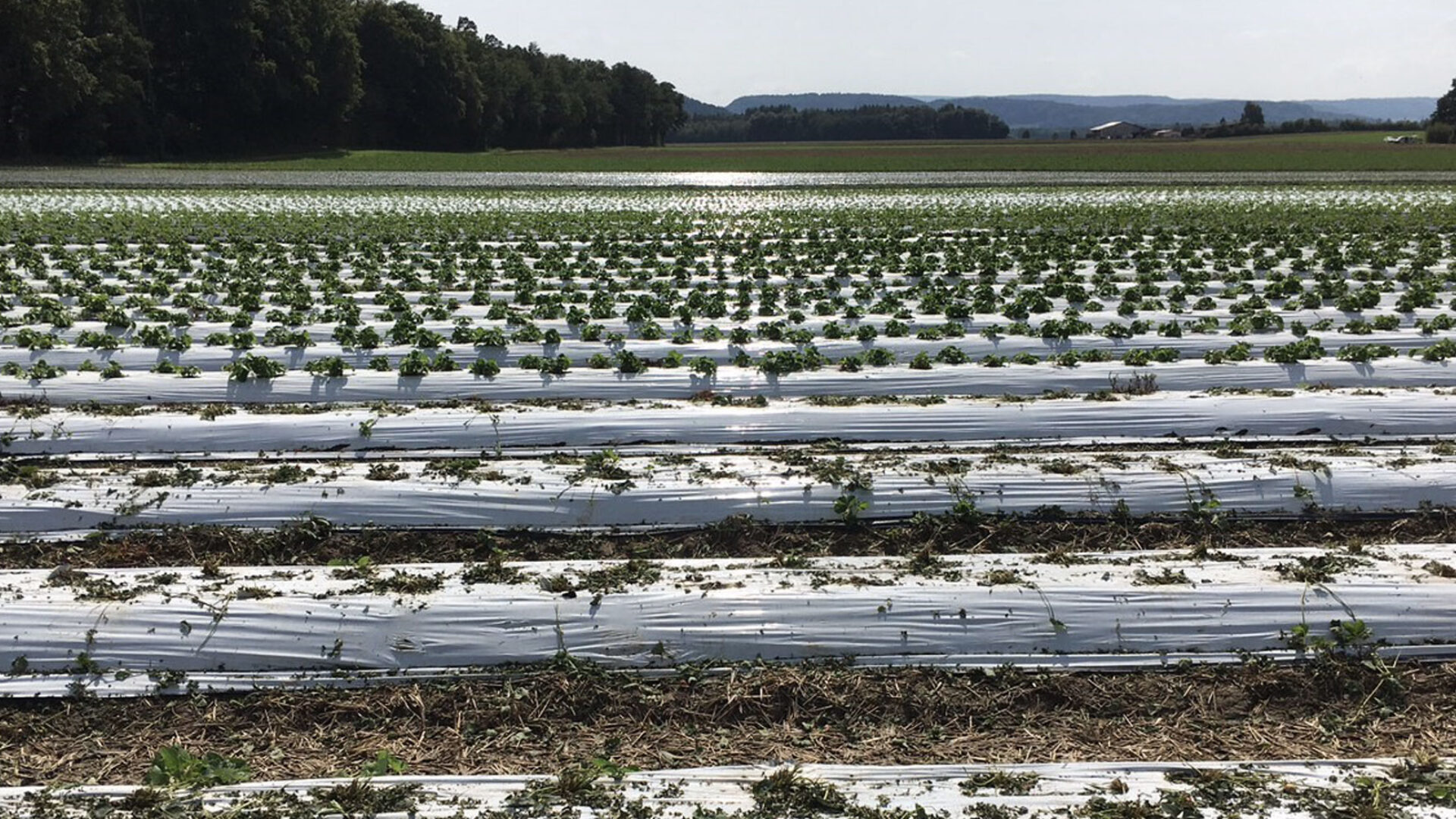 Plastikfolien Reihen Erdbeerfeld