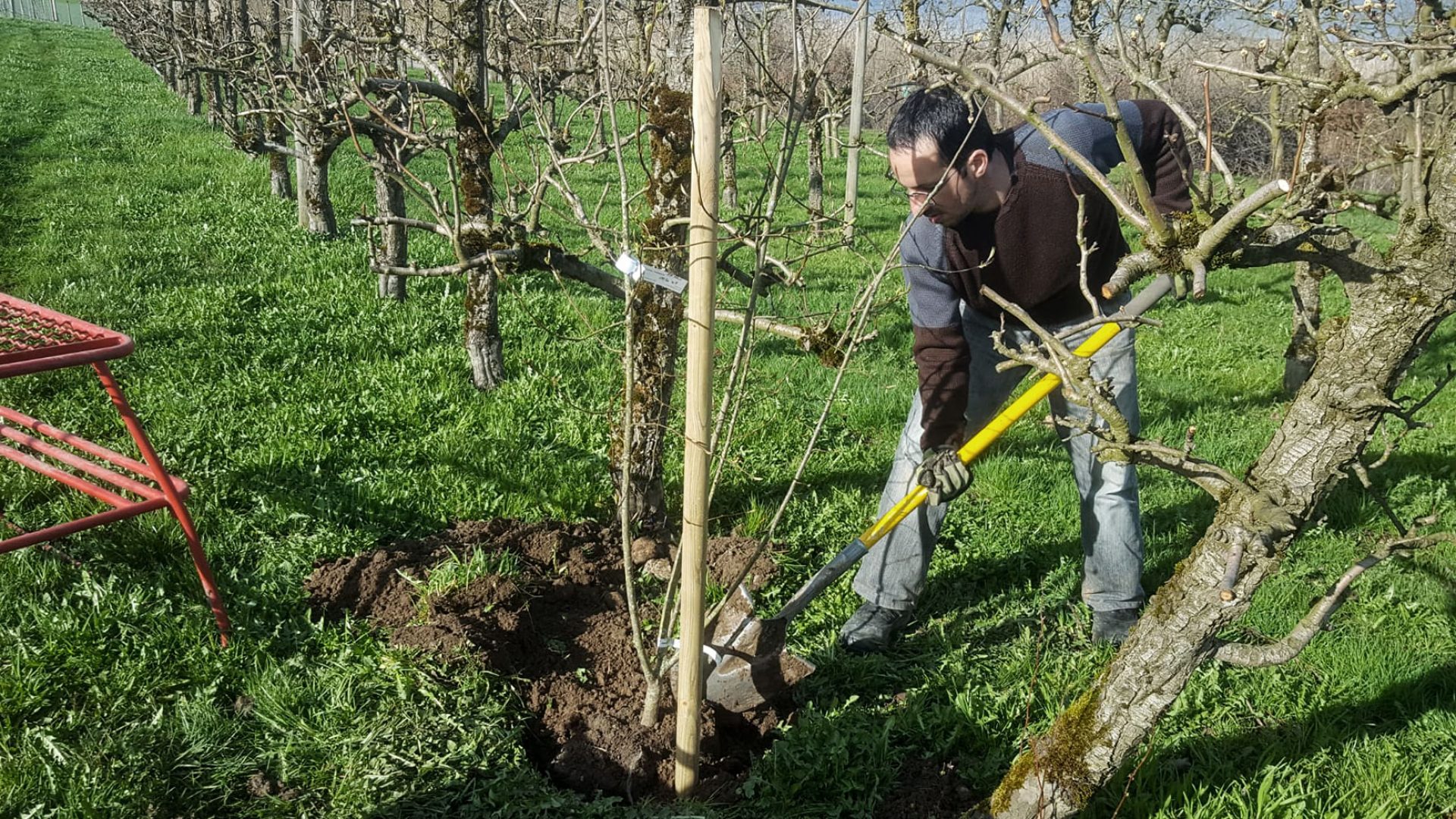 Pflanzung der Reforestation Bäume