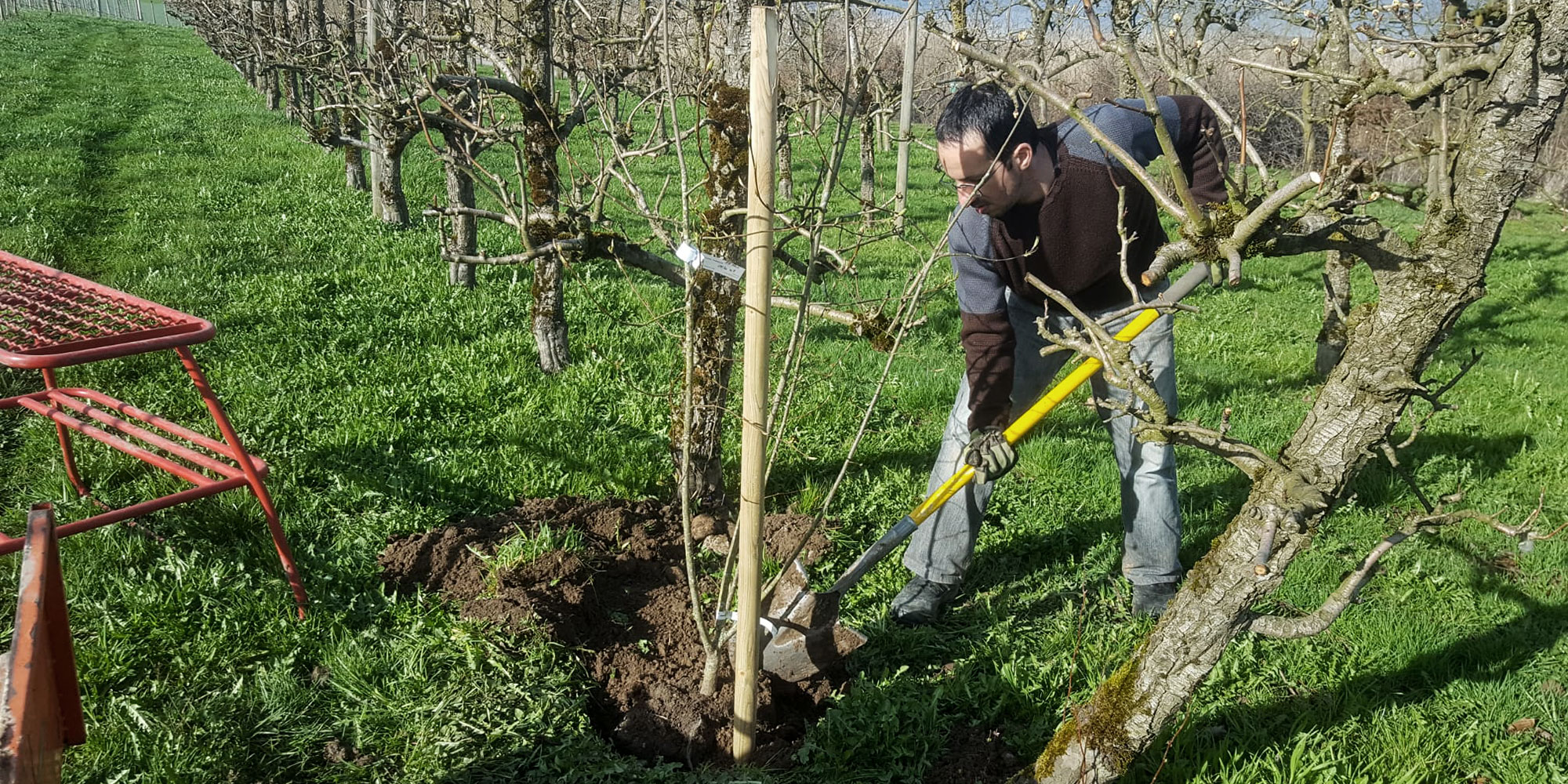 Platz für mehr Wald Reforestation World sponsert Bäume