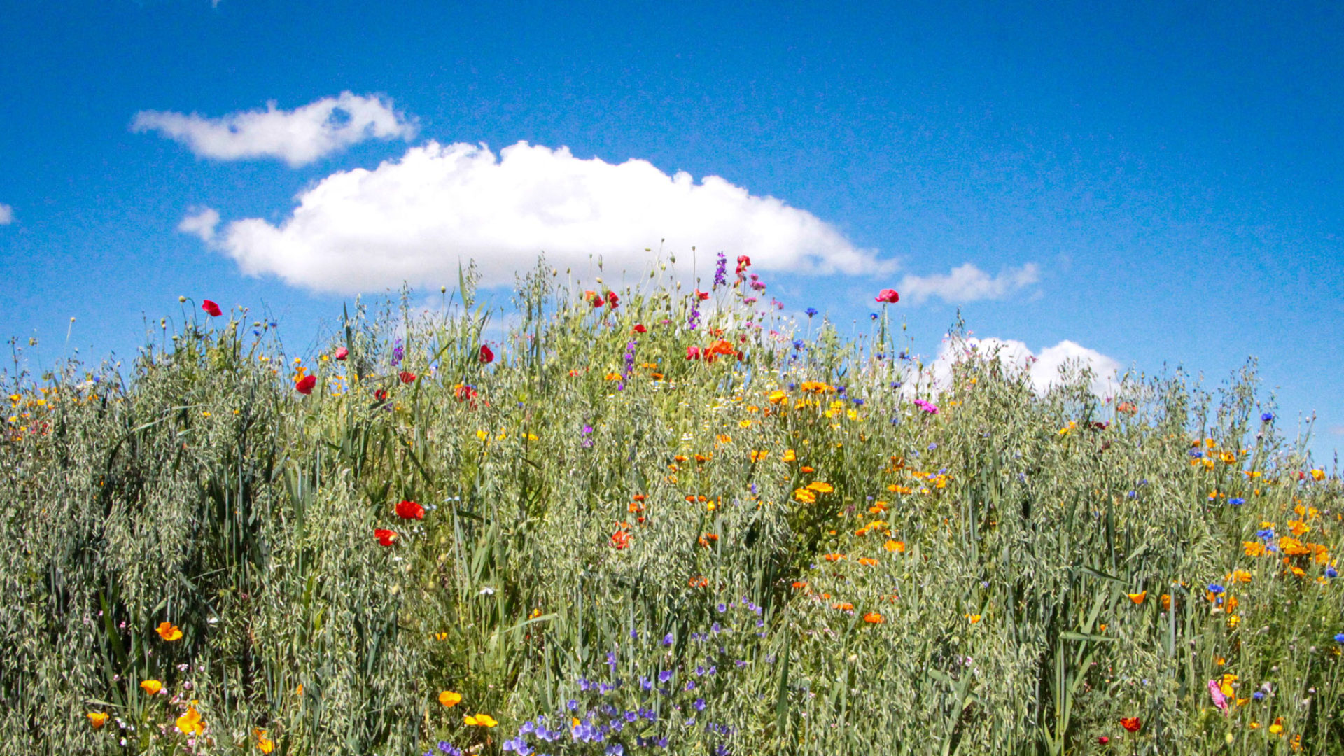 Blumenwiese