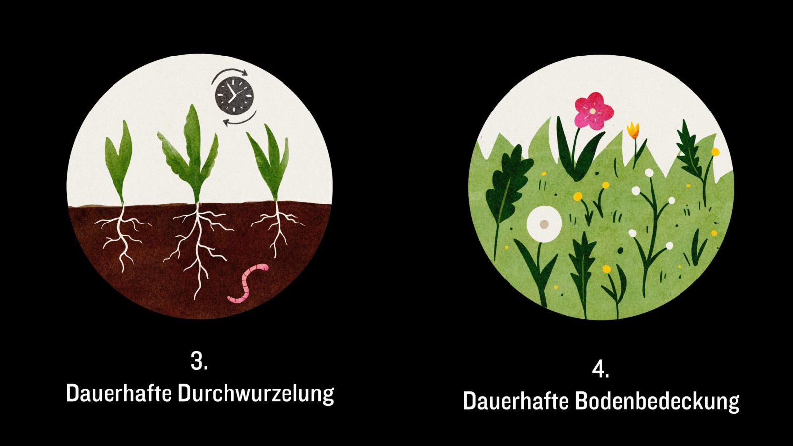Die 5 regenerativen Prinzipien - Teil 2 - FarmTicker.ch