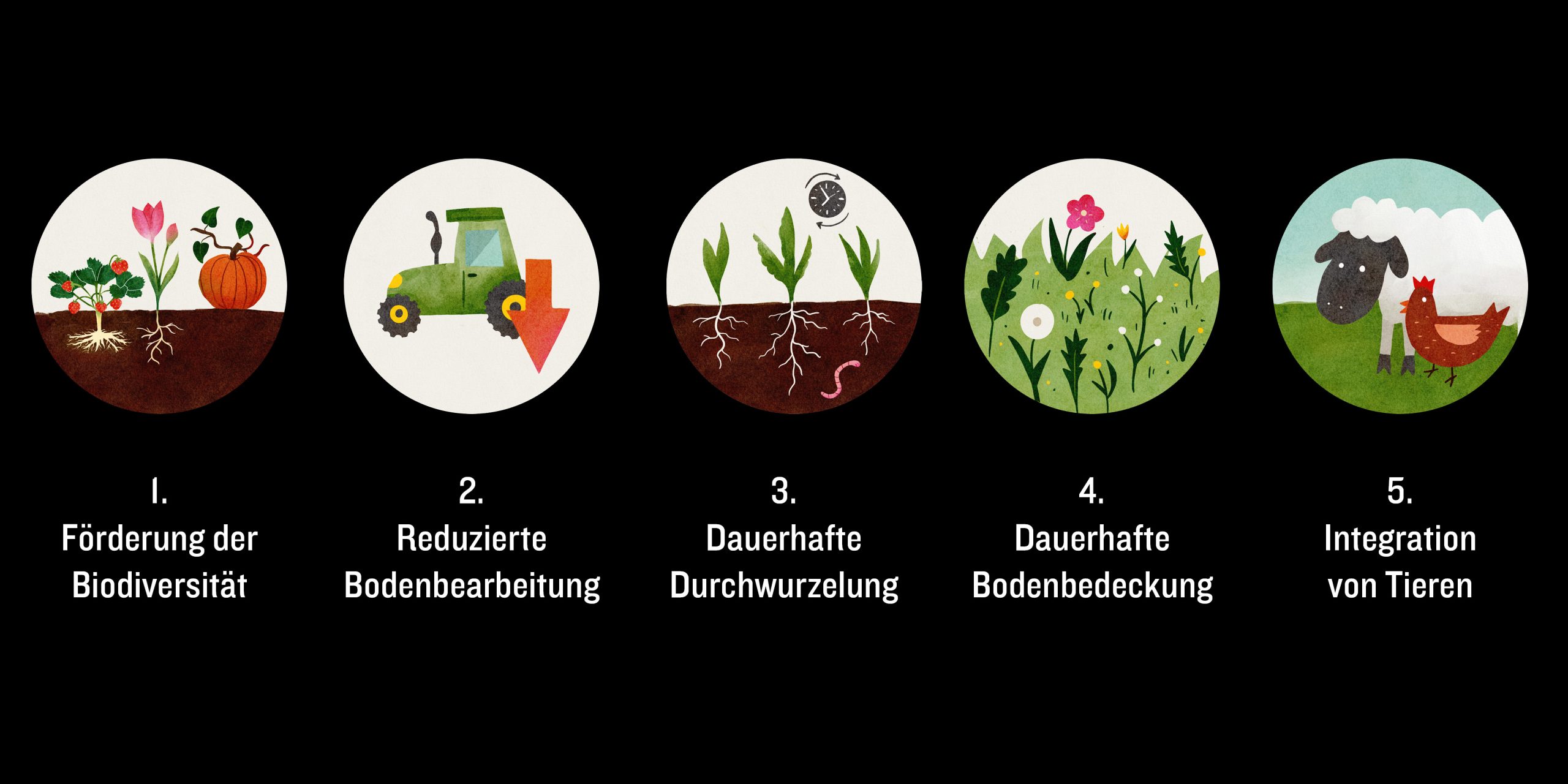 Die fünf Prinzipien regenerativer Landwirtschaft.