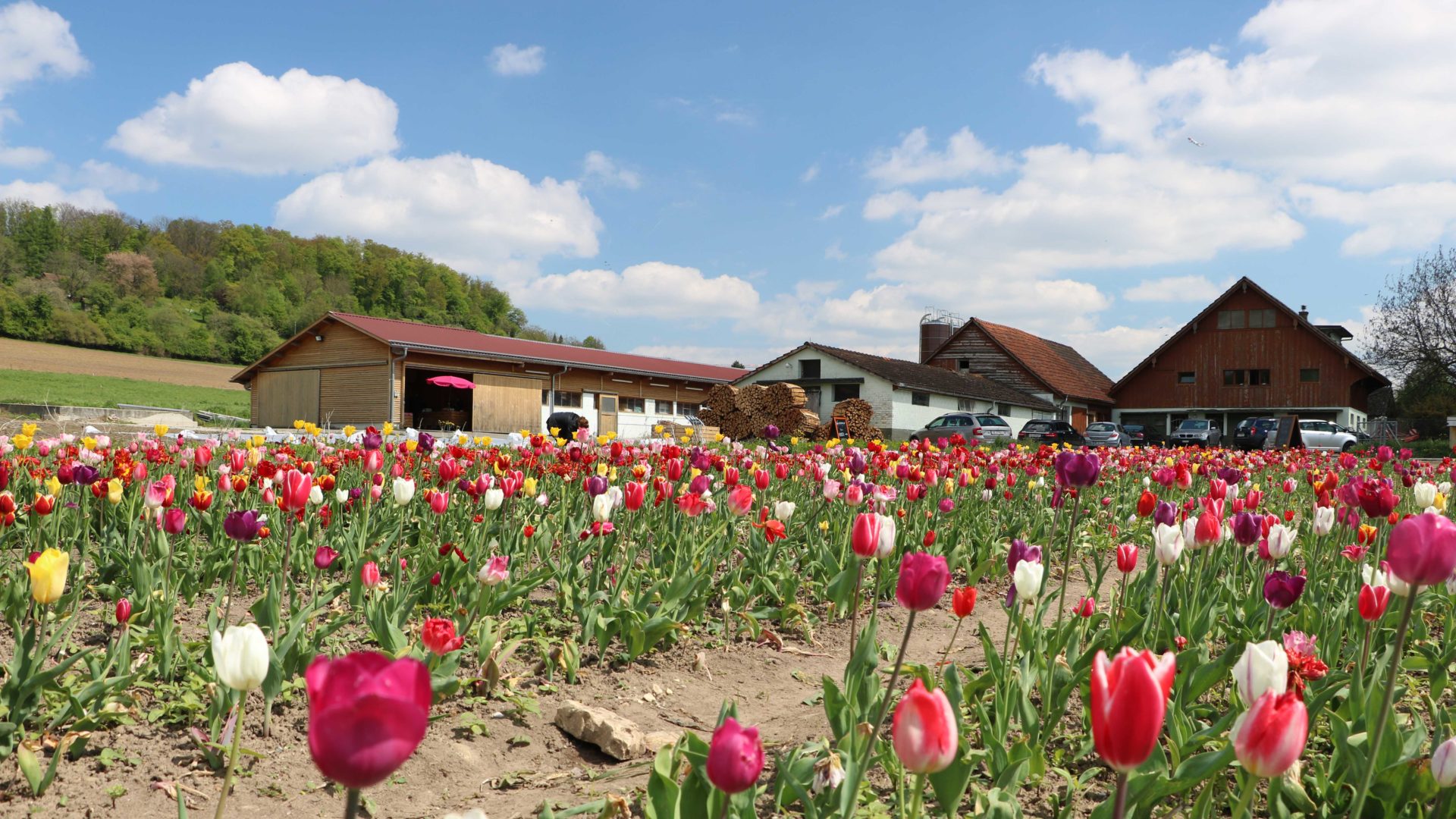 Roemerhof Mit Blumenfeld