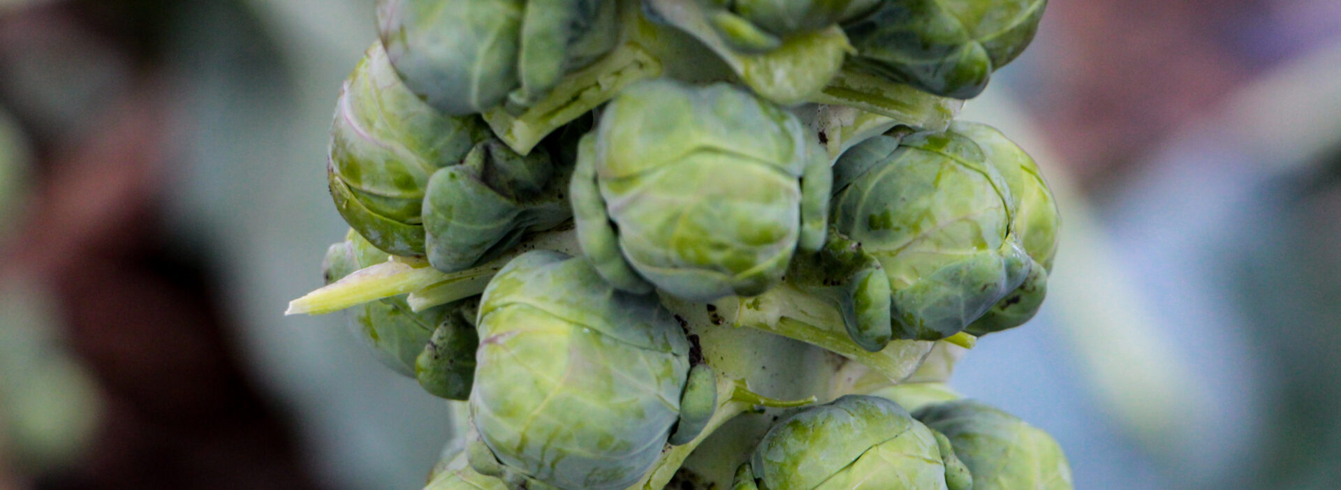 Rosenkohl