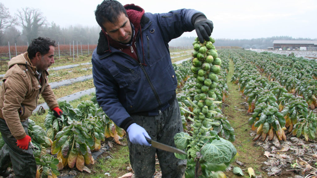 Rosenkohl rüsten