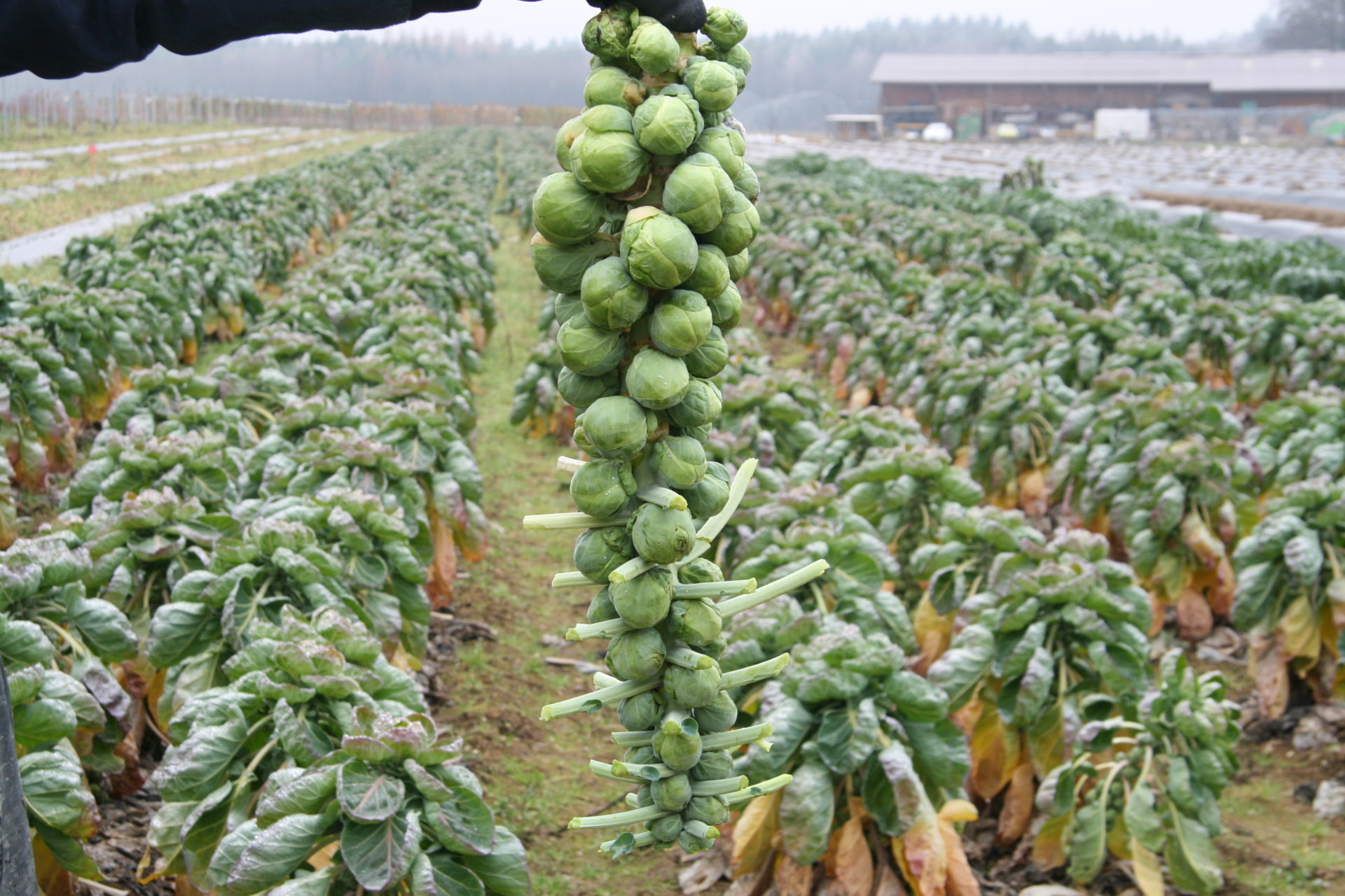 Rosenkohl Ernte