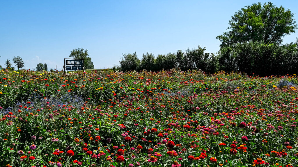 Römerhof Blumen