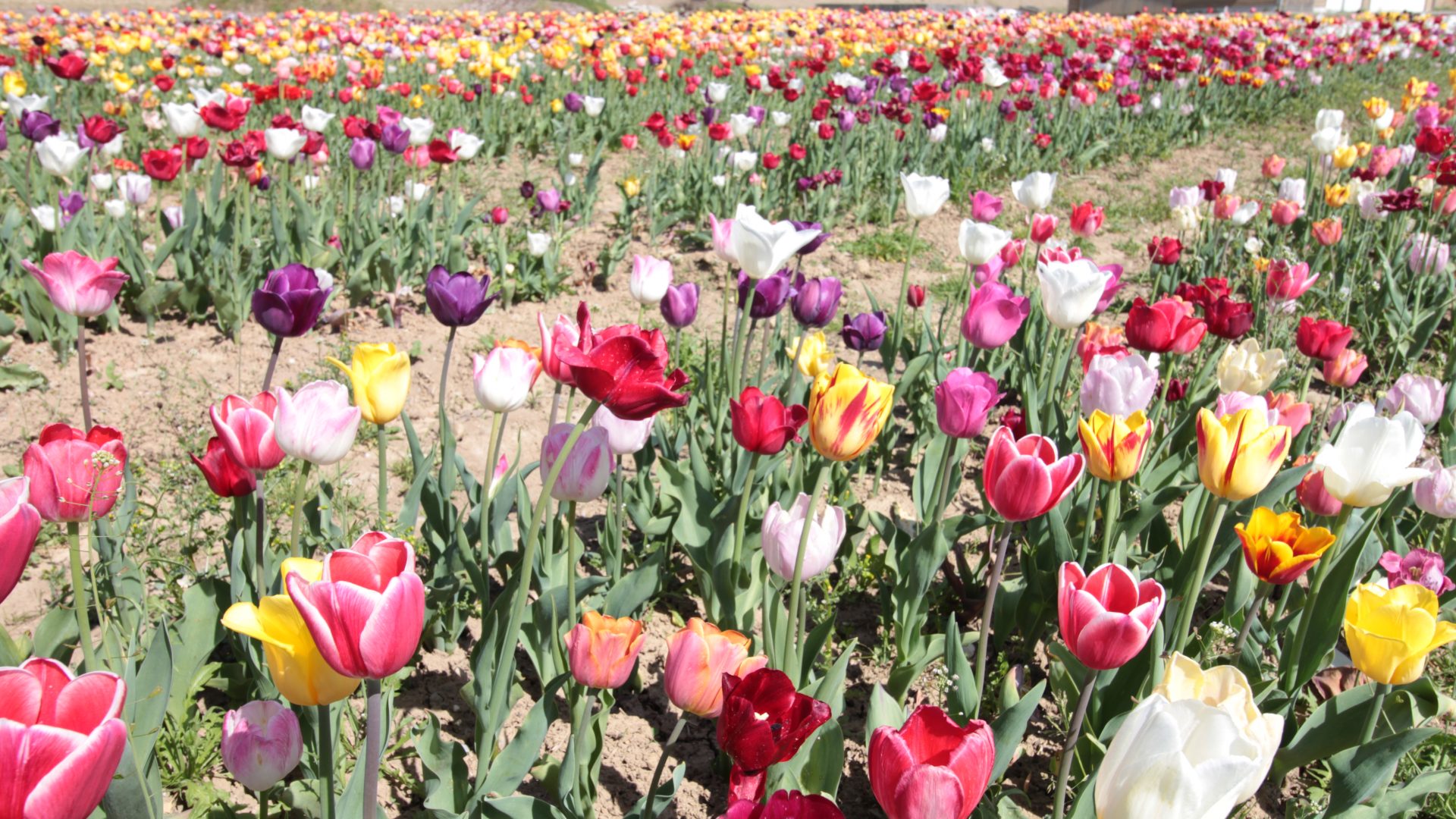 Römerhof Blumen