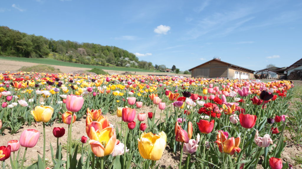 Römerhof Blumenfeld