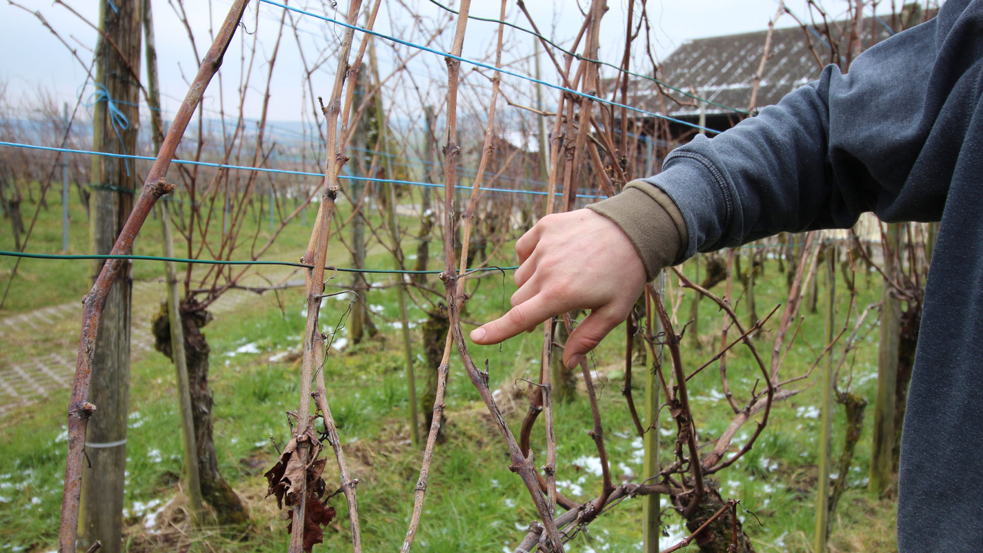 Weinbauer zeigt auf Hagelschaden