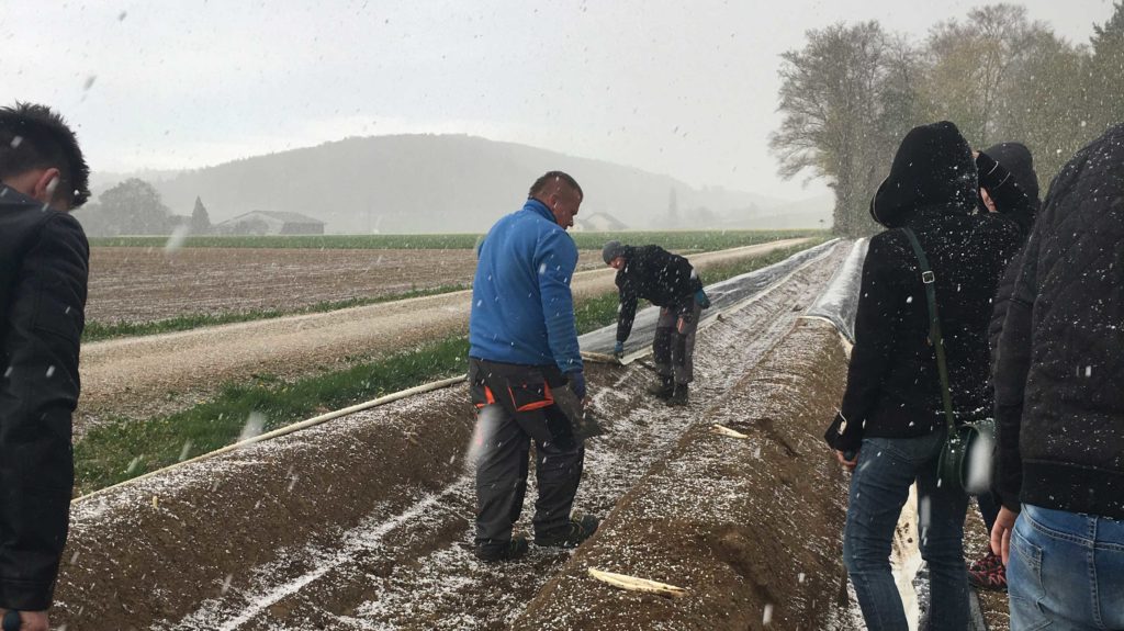 Schnee An Spargelschulung