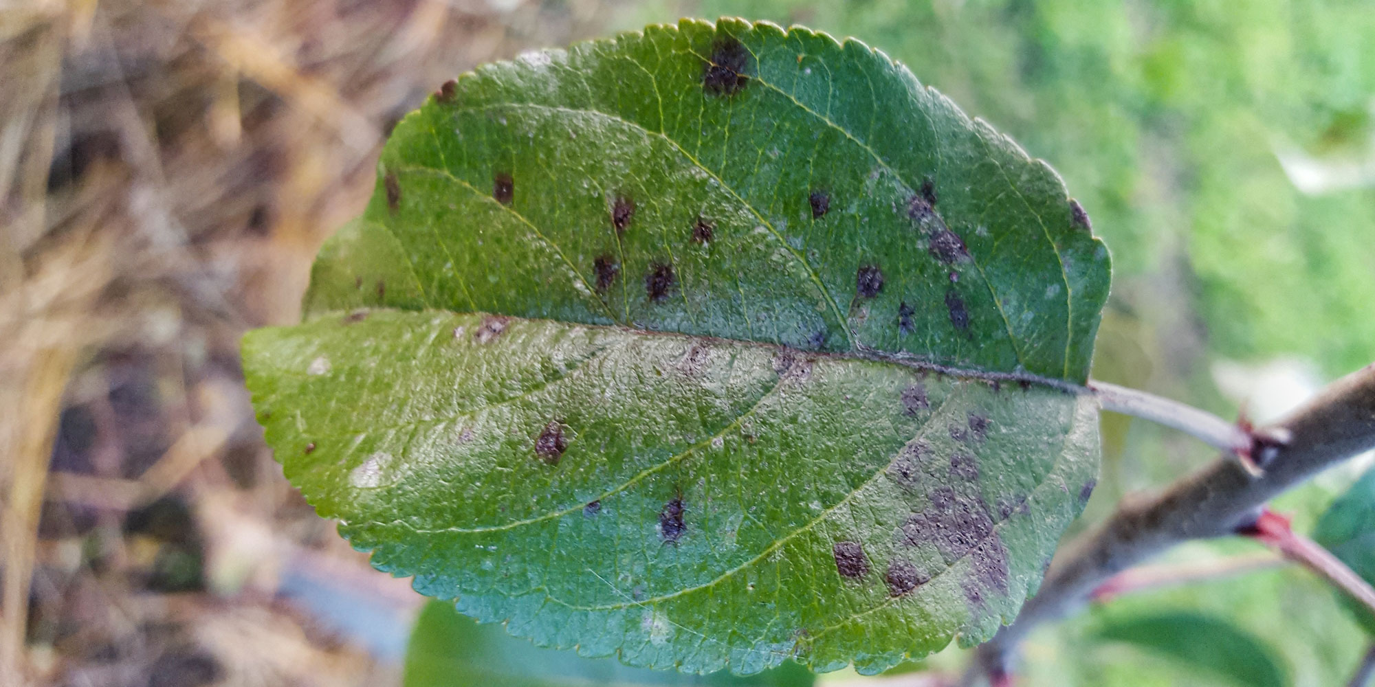 Blatt mit Schorf-Flecken by Petra Hager