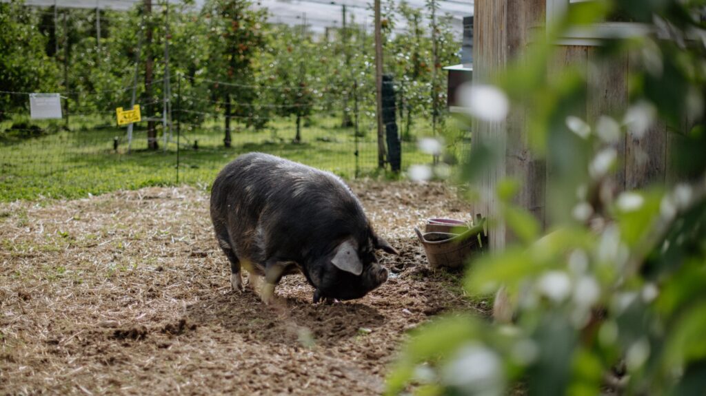 Kunekune-Schwein