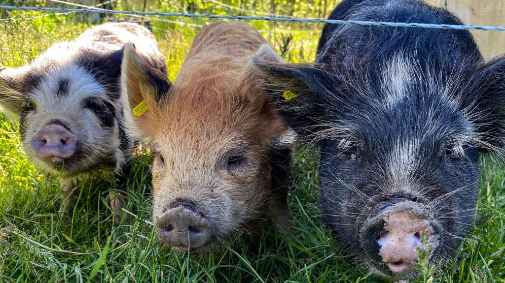 Schweinchen Trio